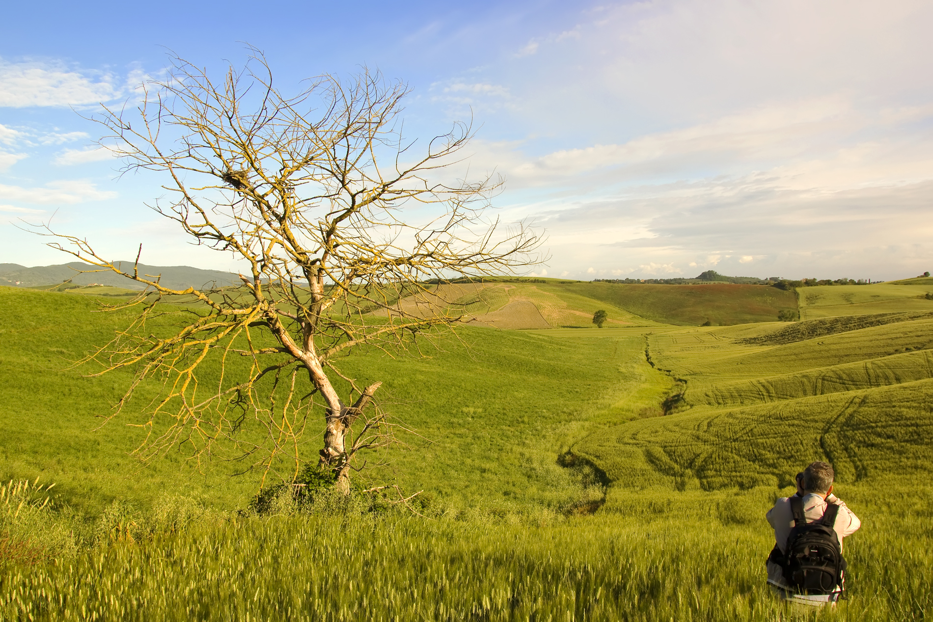 L'albero secco nella immensa vallata verde di Orciano