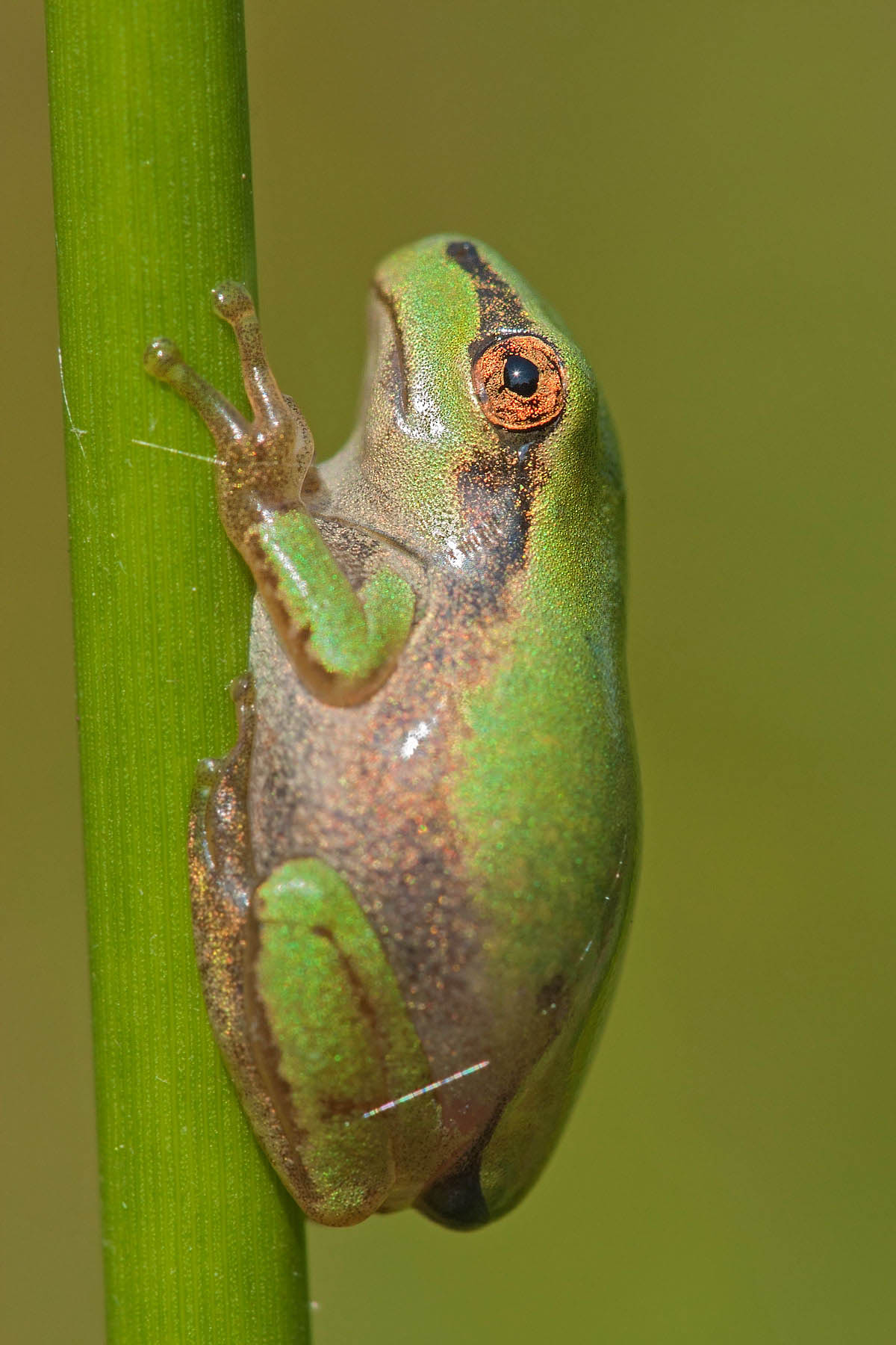 Hyla intermedia