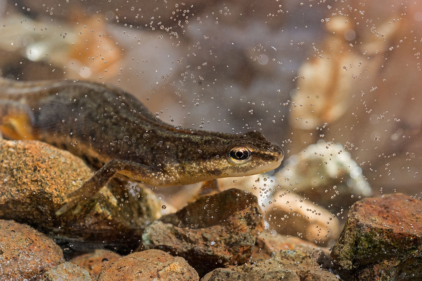 Nel mondo del tritone