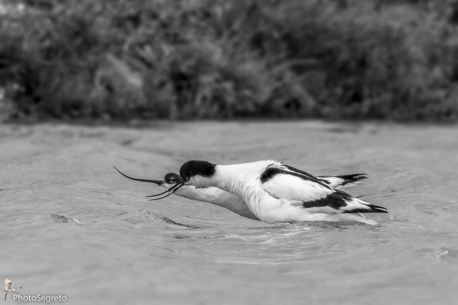 Tenderness during mating