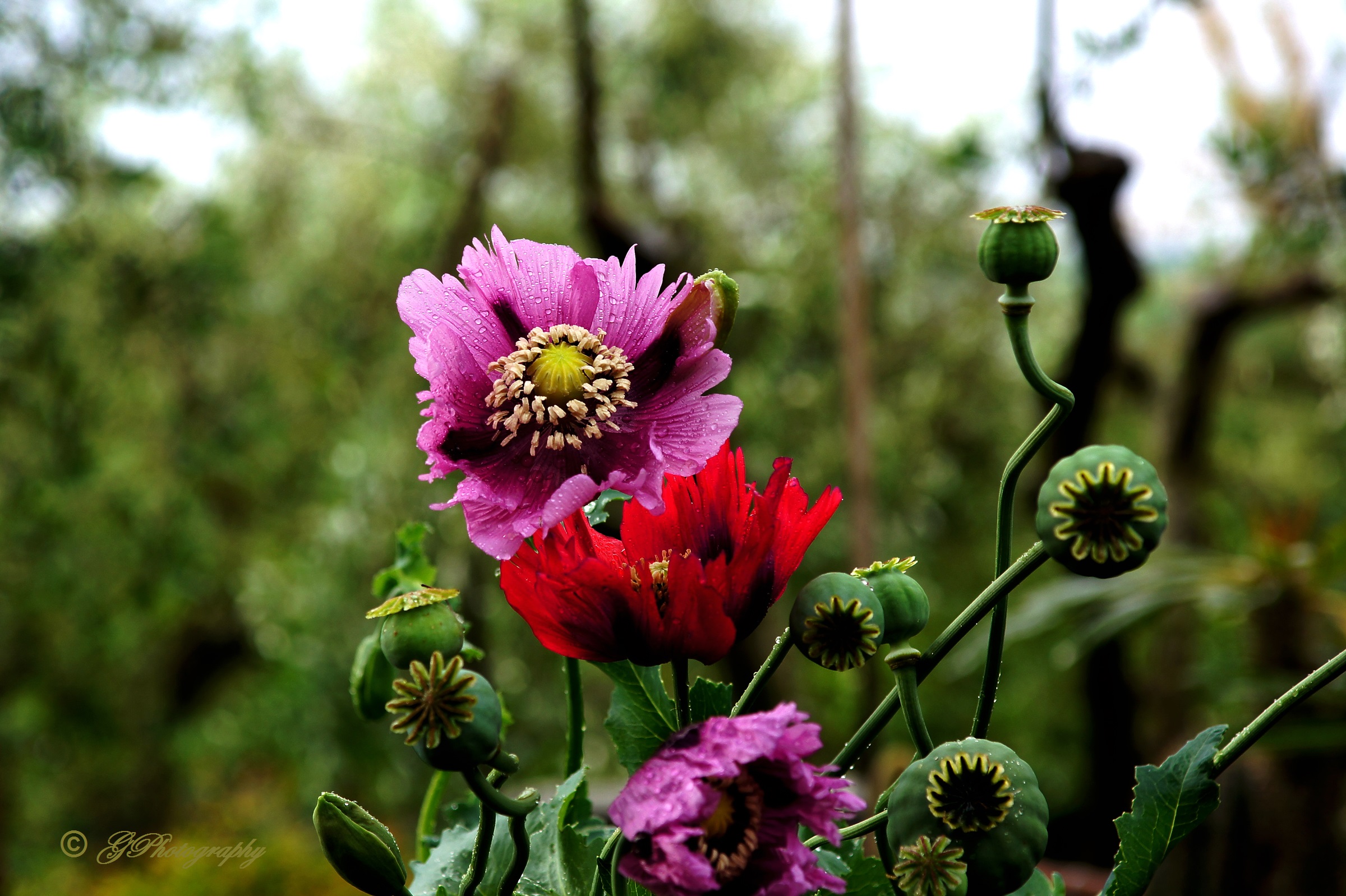 I Cugini dell'Afgano