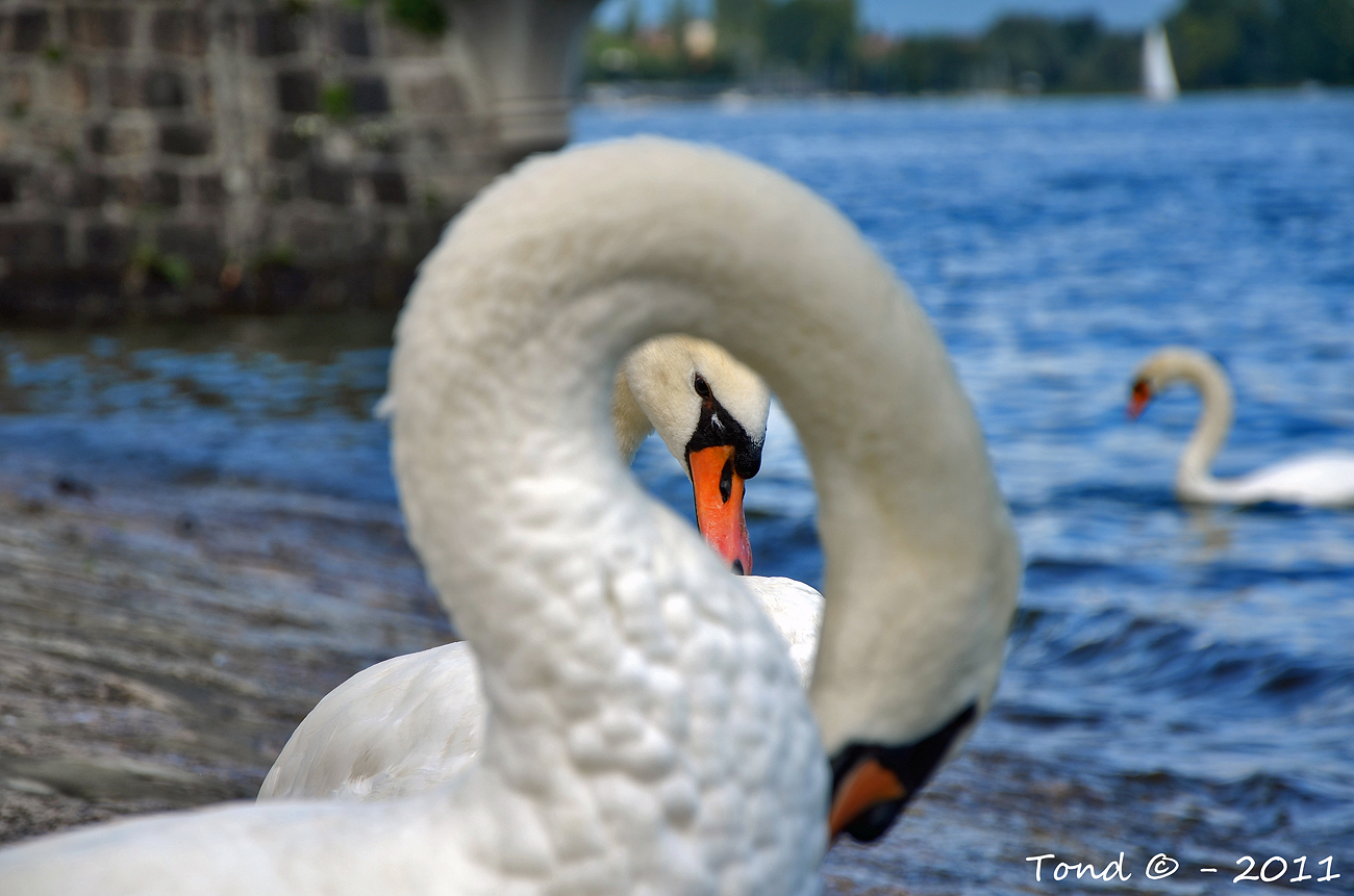 Swan