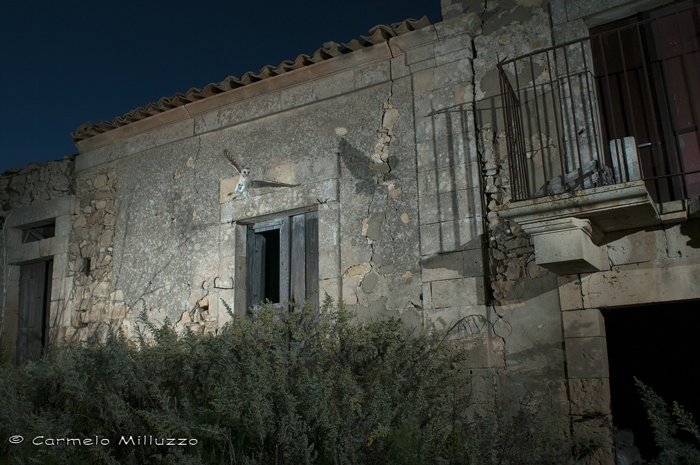 The house of the Barn Owl
