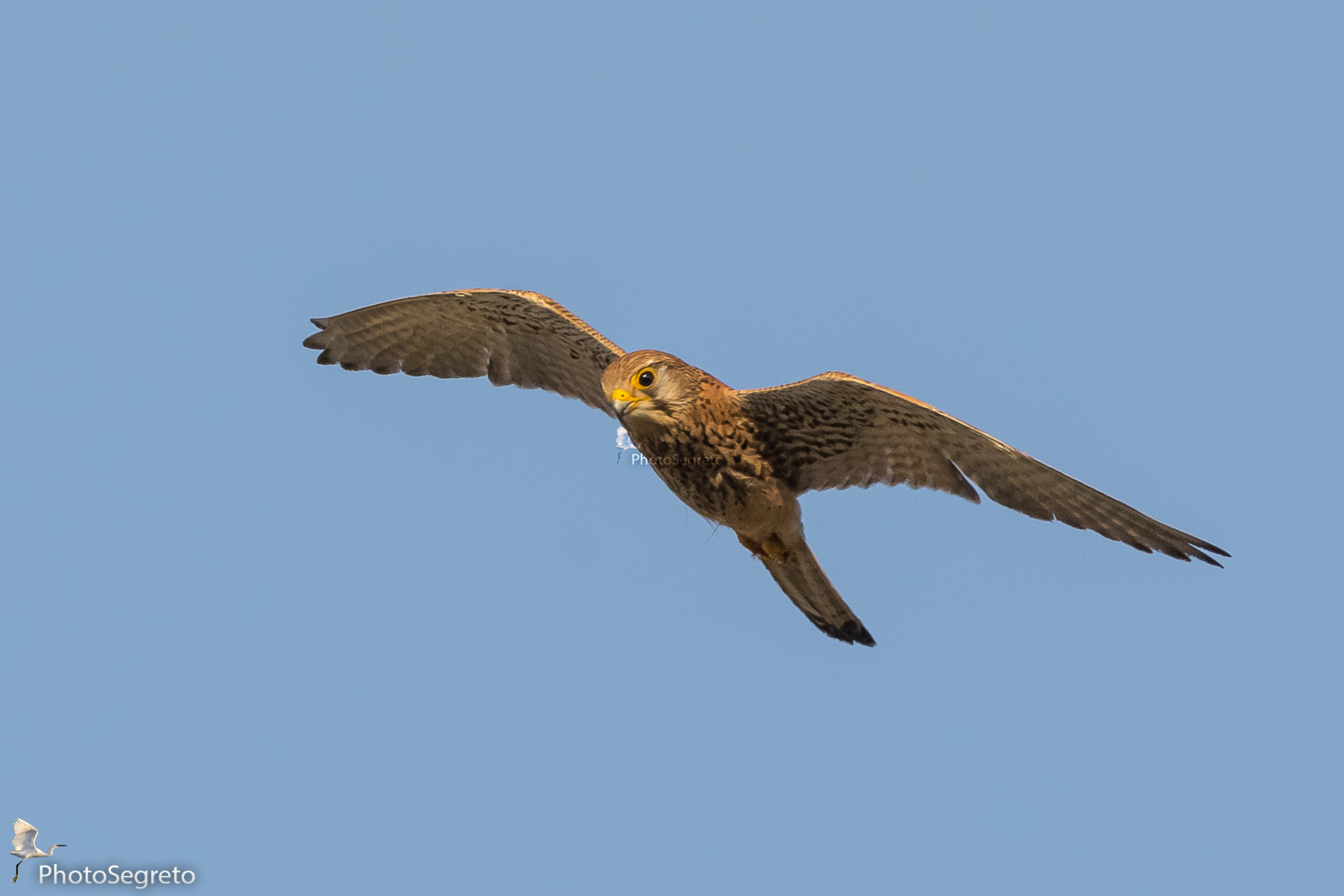 Kestrel at sunset