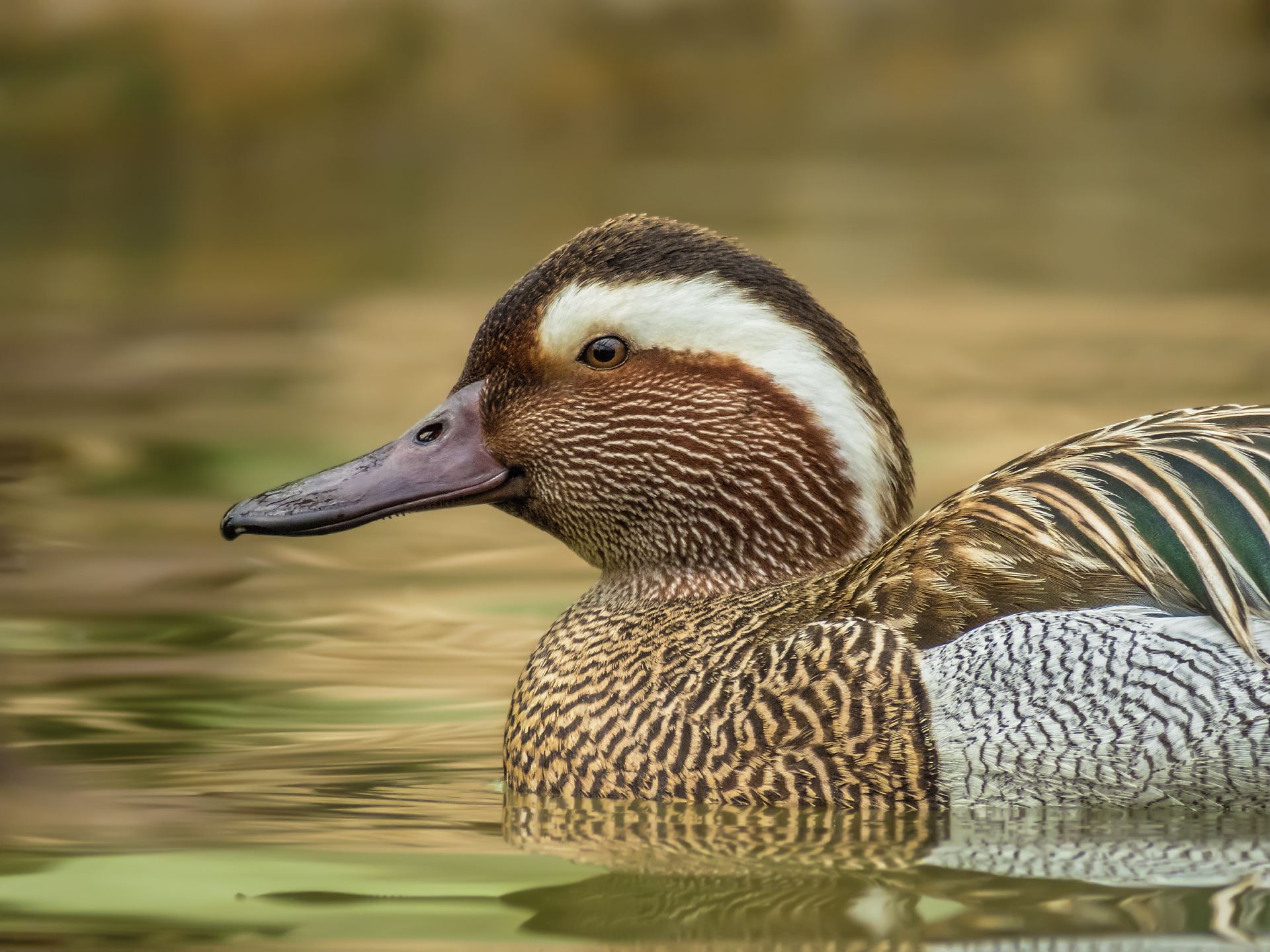 Garganey - Male