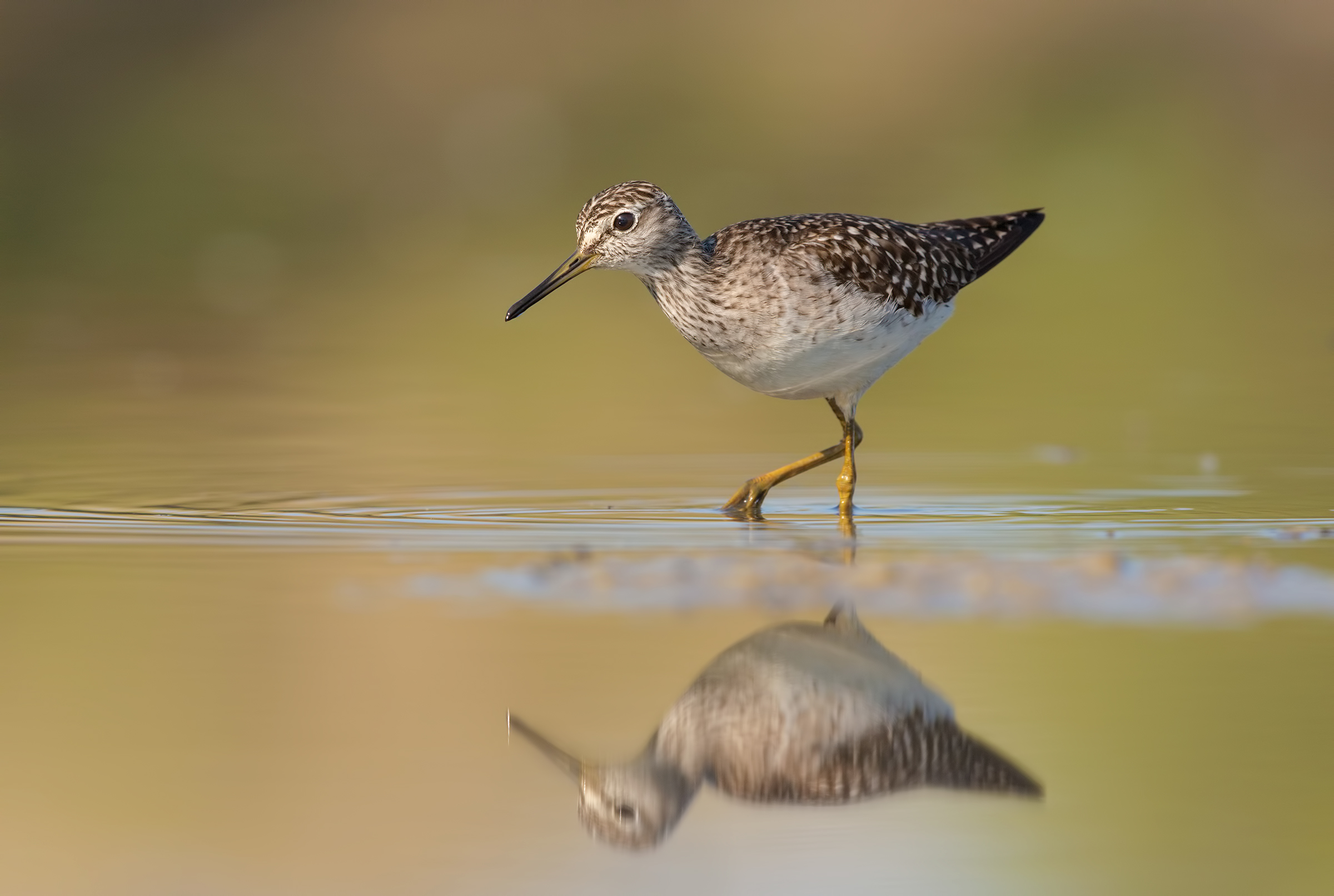 Wood Sandpiper