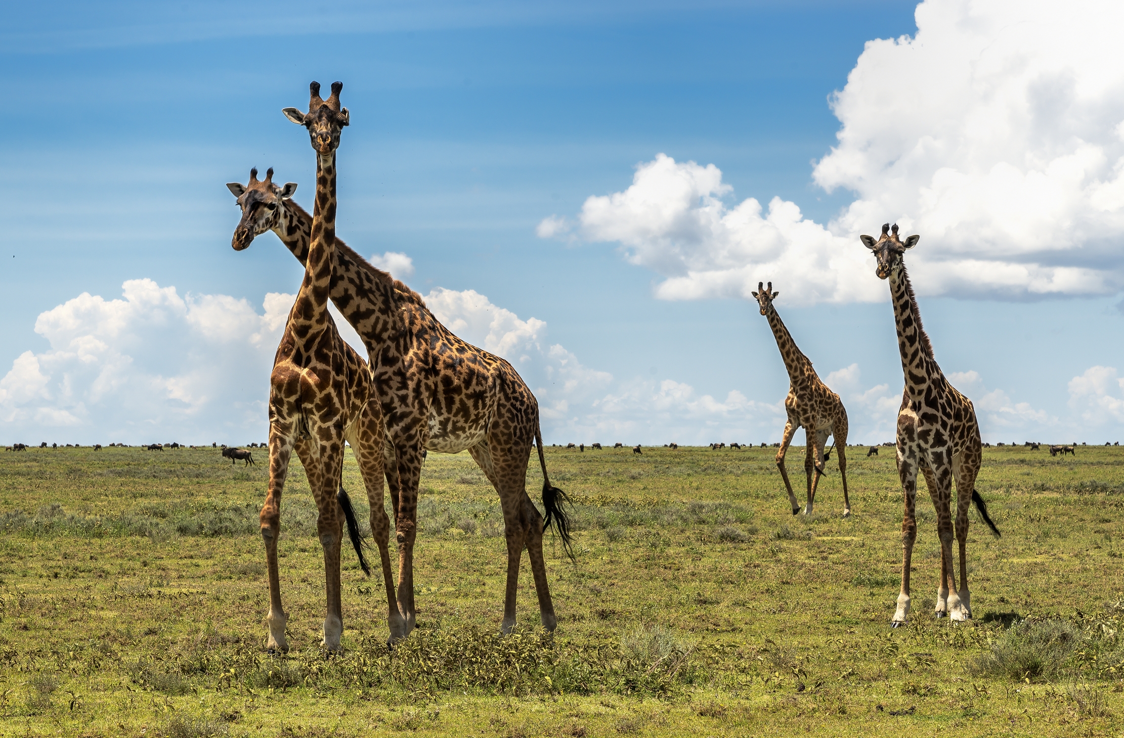 Tanzania 2016 - Giraffe