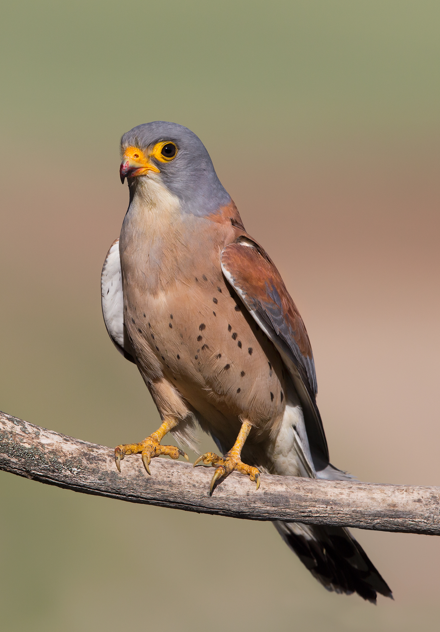 Lesser kestrel