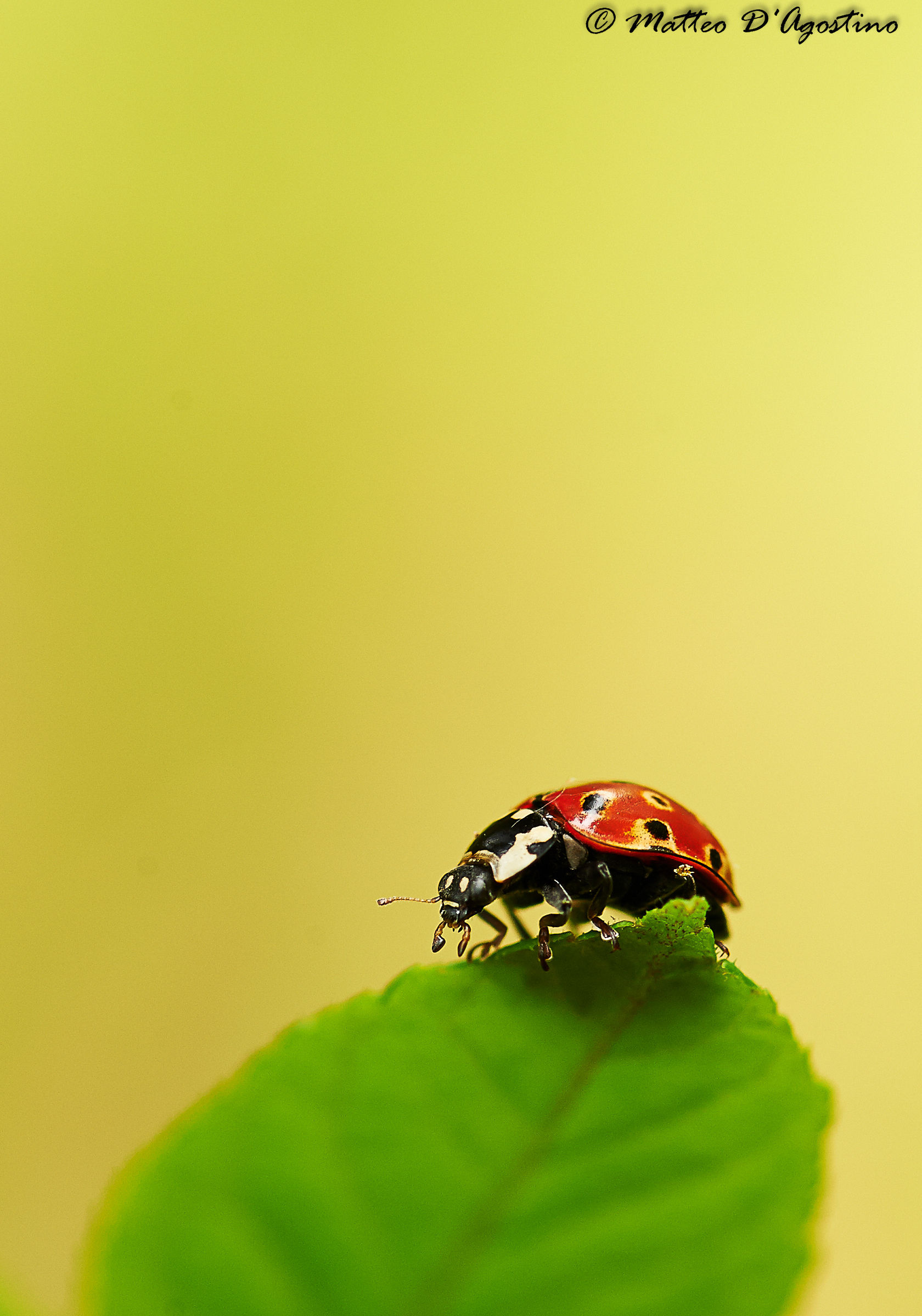 Coccinellide
