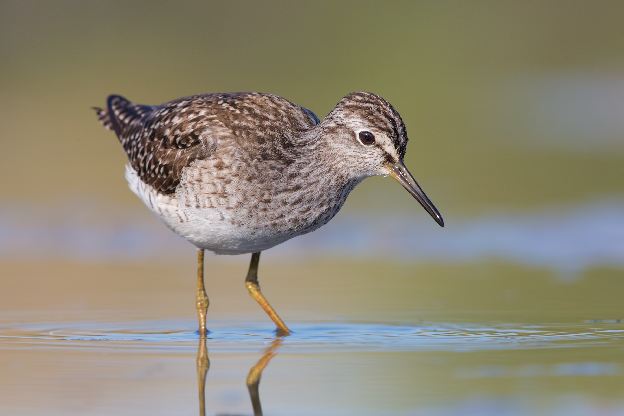 Piro piro boschereccio