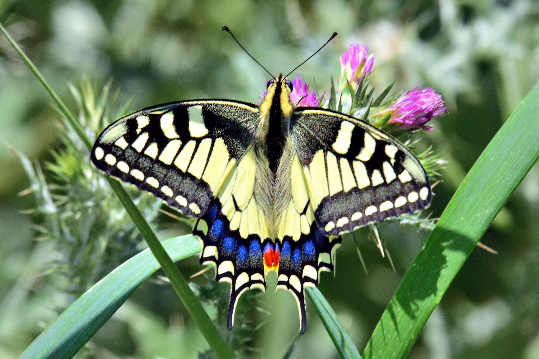 Macaone (Papilio machaon)