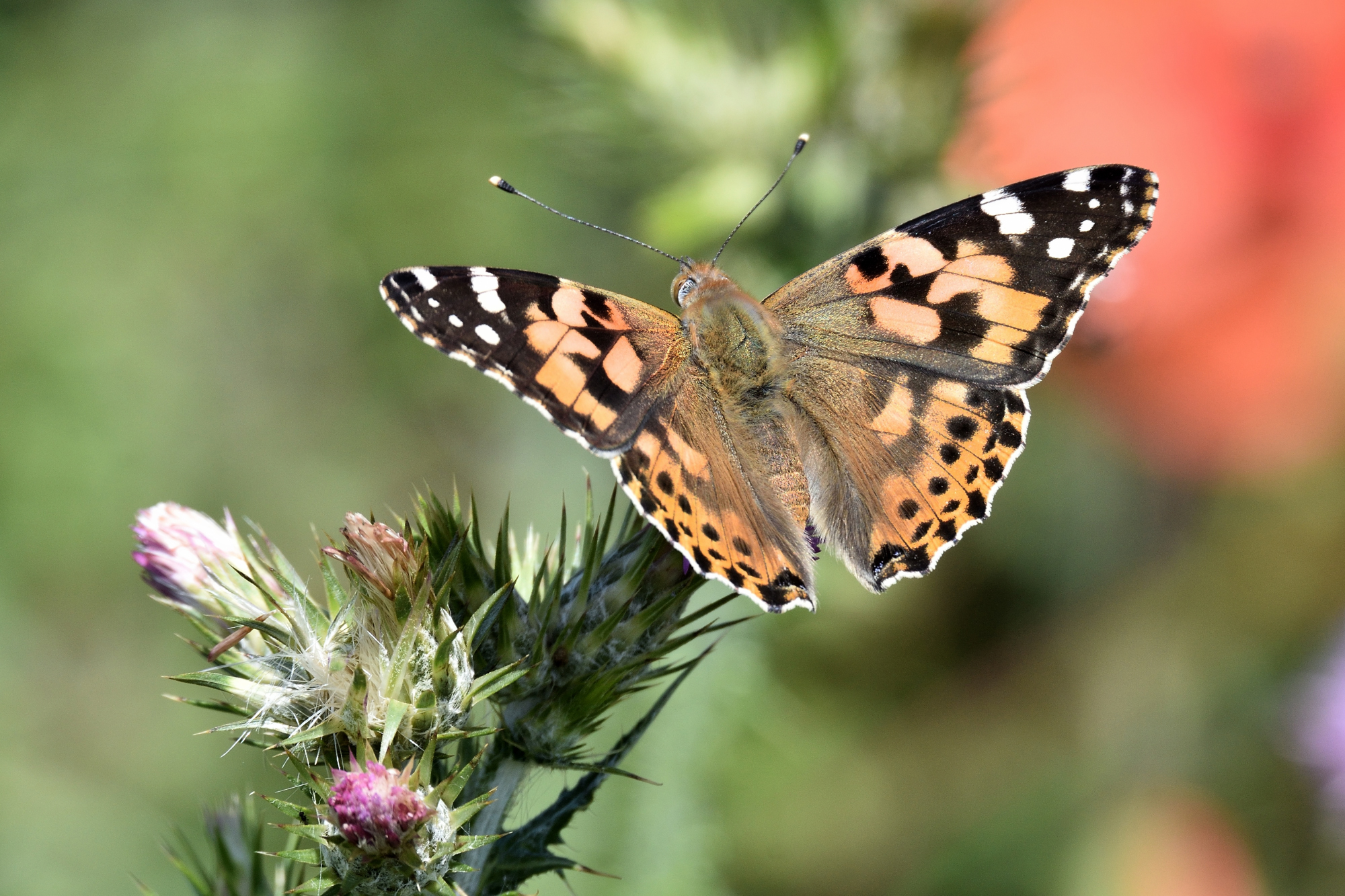 Vanessa del Cardo (Vanessa cardui)