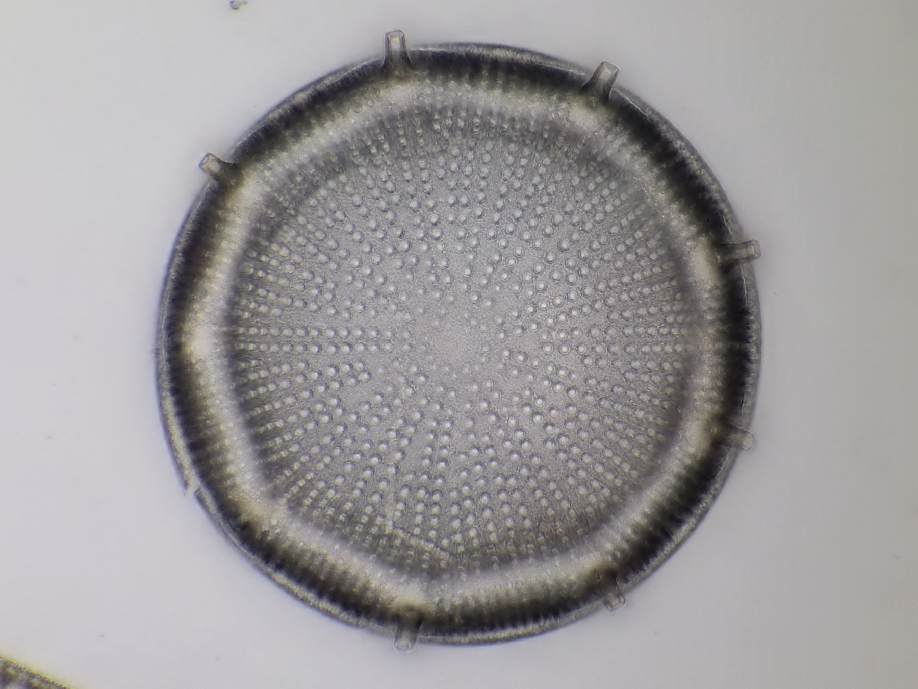 Diatom fossil Oamaru