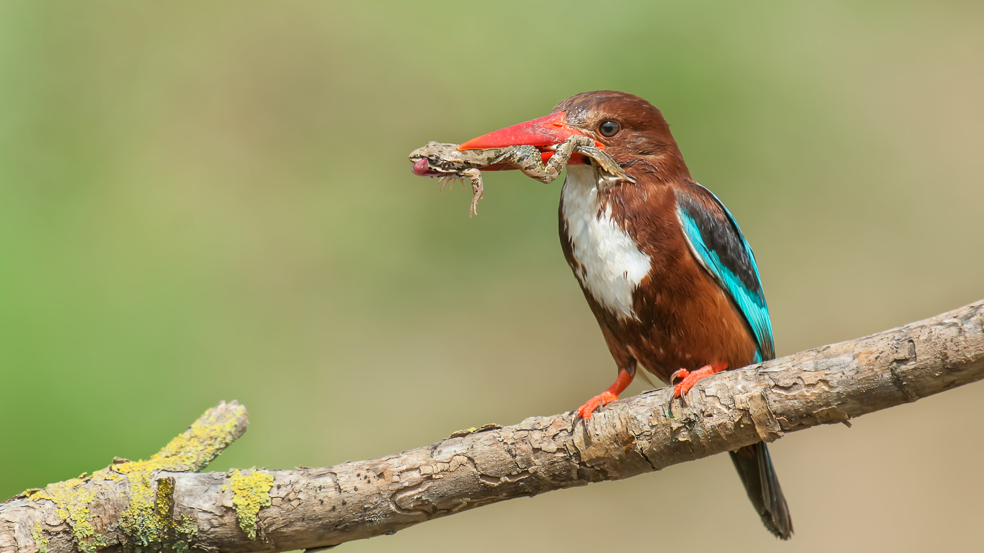 Halcyon smyrnensis » White-throated Kingfishe