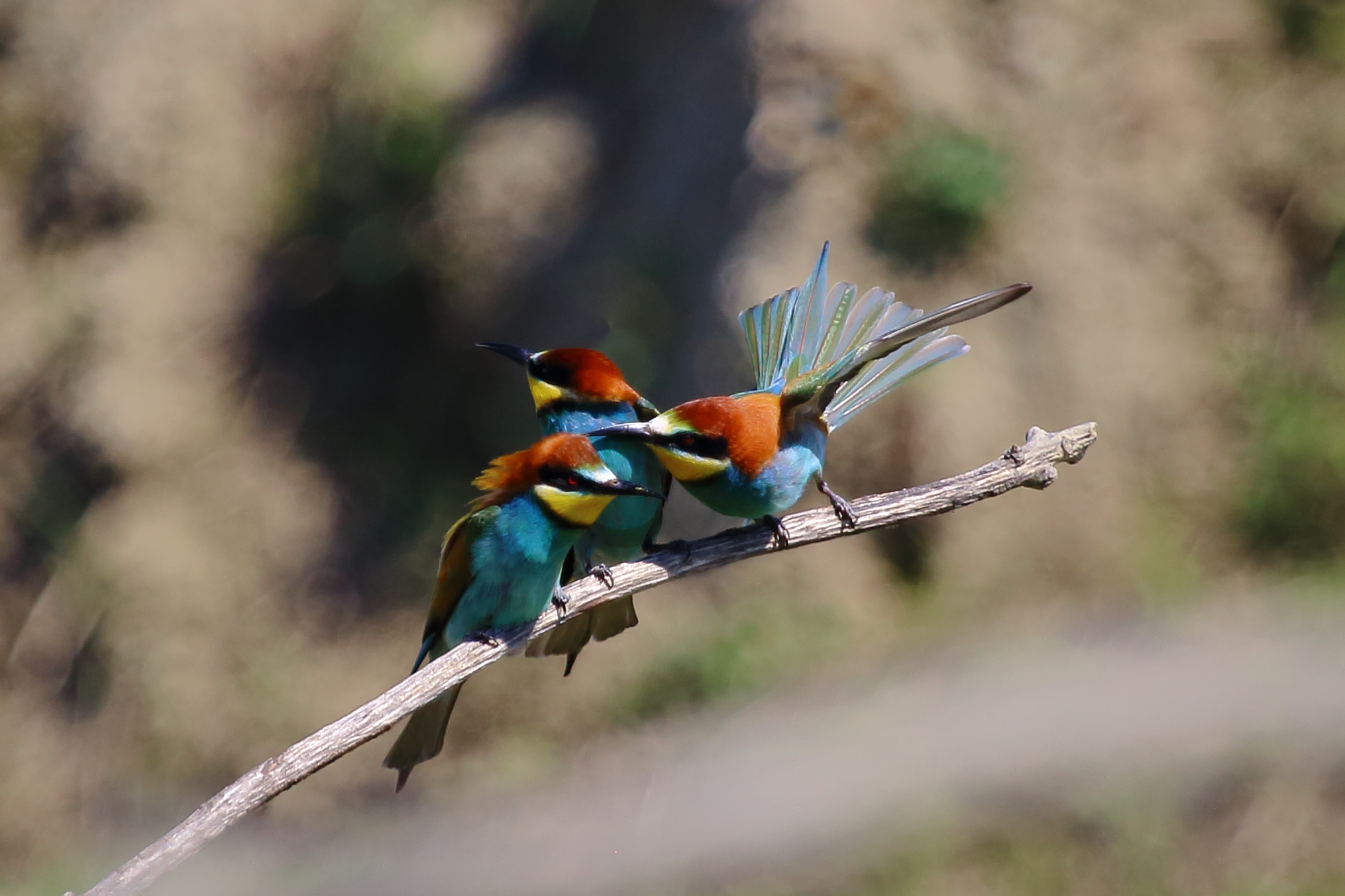 Non diciamo gli che è brutto!!!