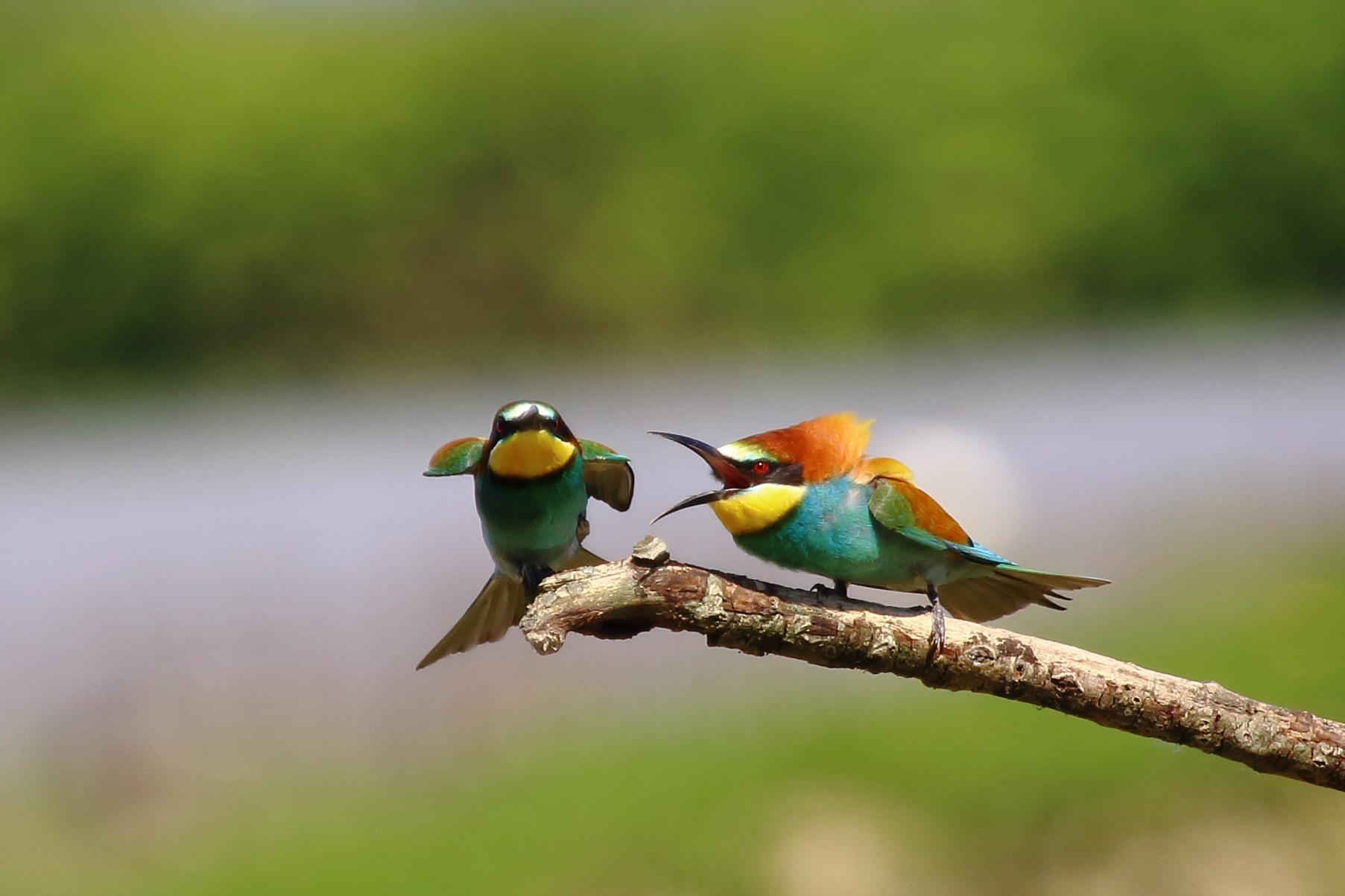 Stai zitto e ascolta!!!