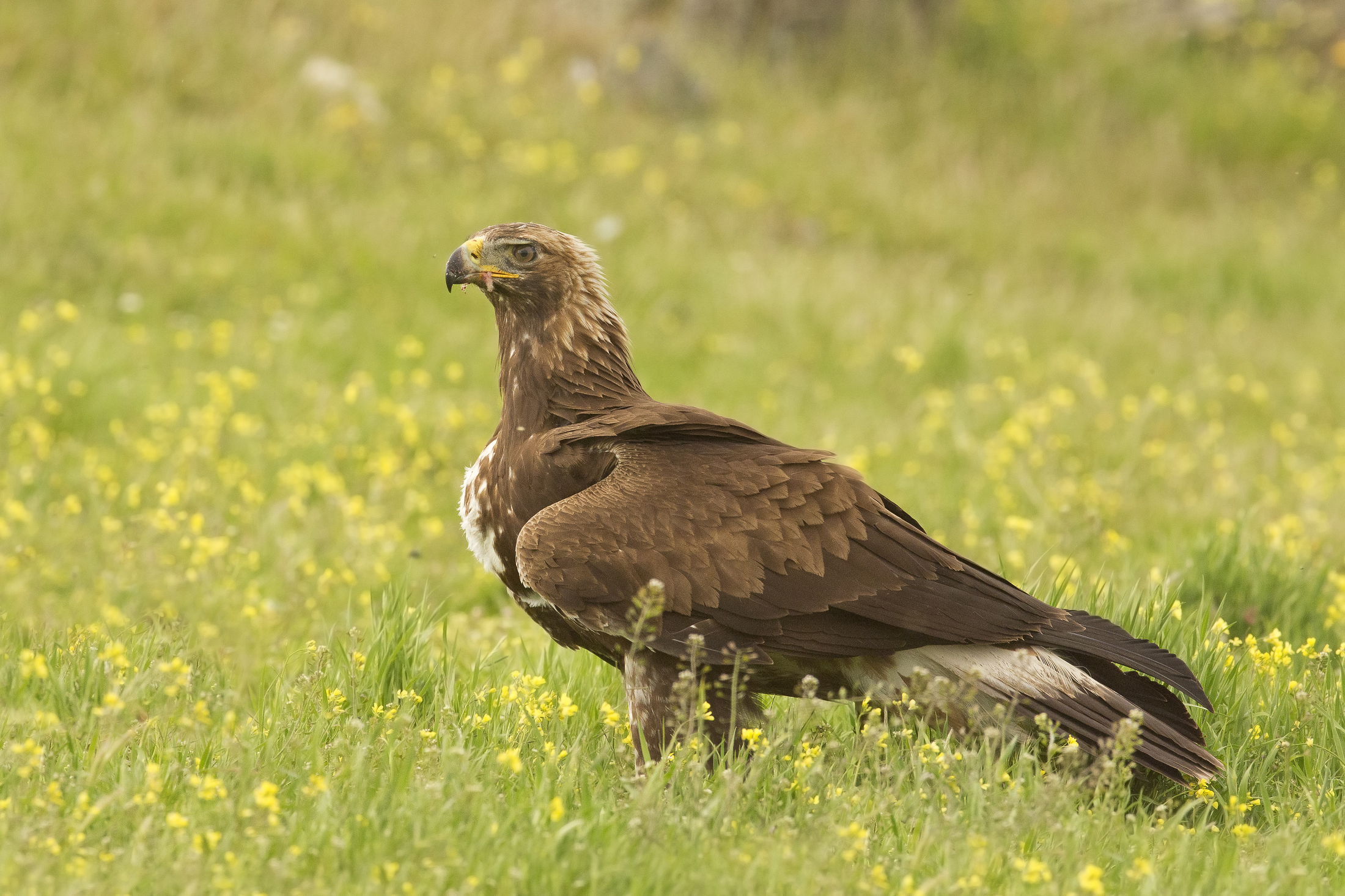 aquila reale(aquila crysaetos)