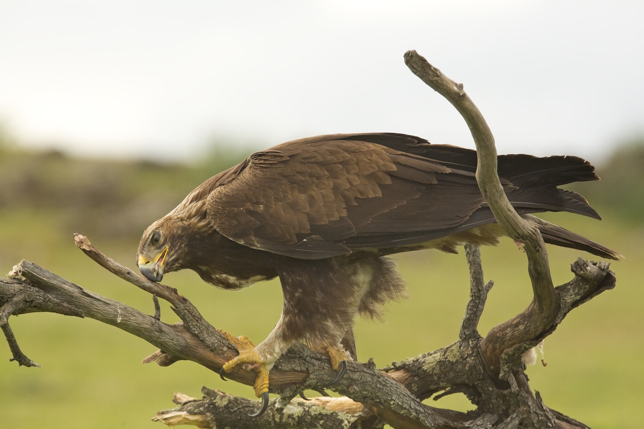 aquila reale...in pulizia