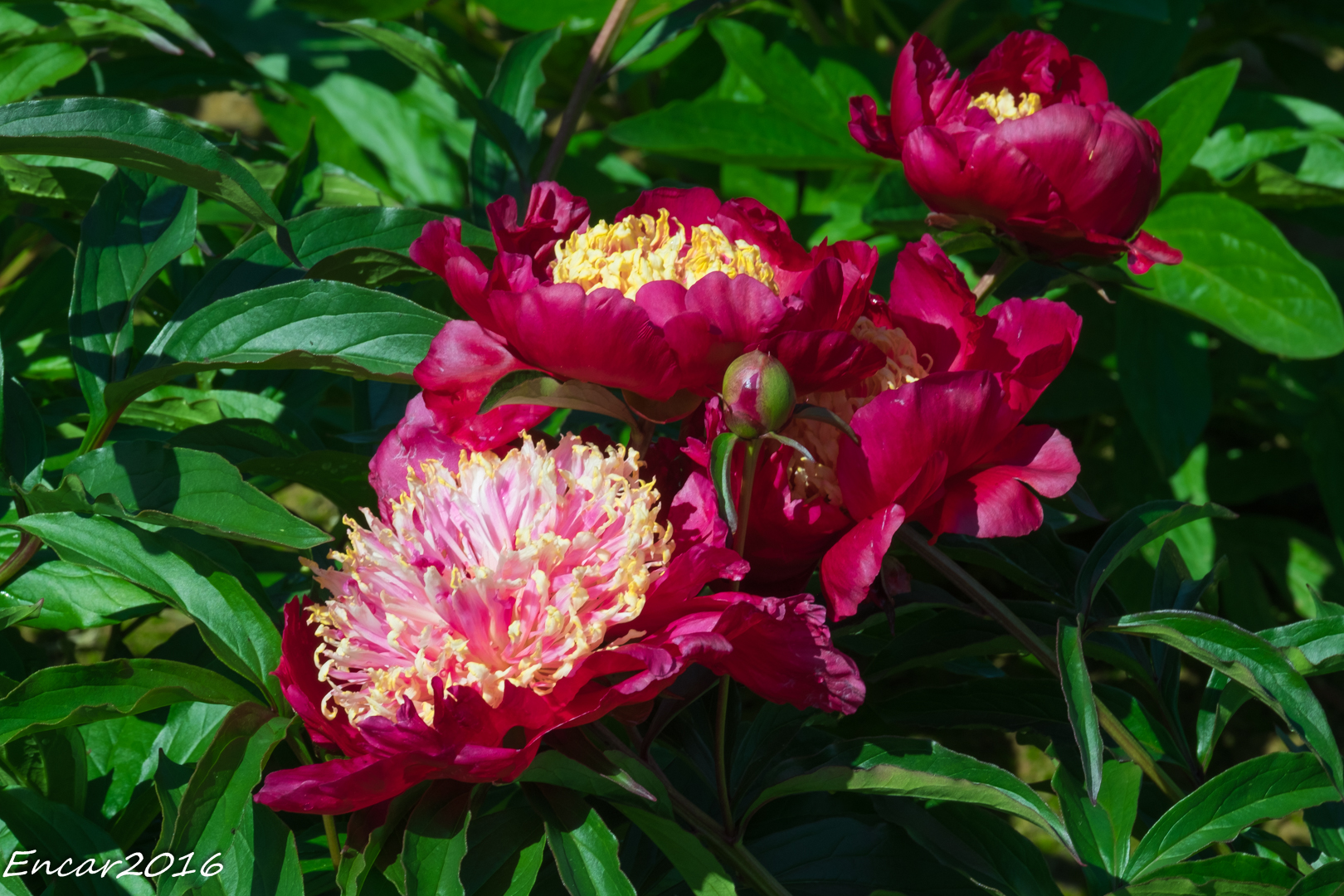 peonies