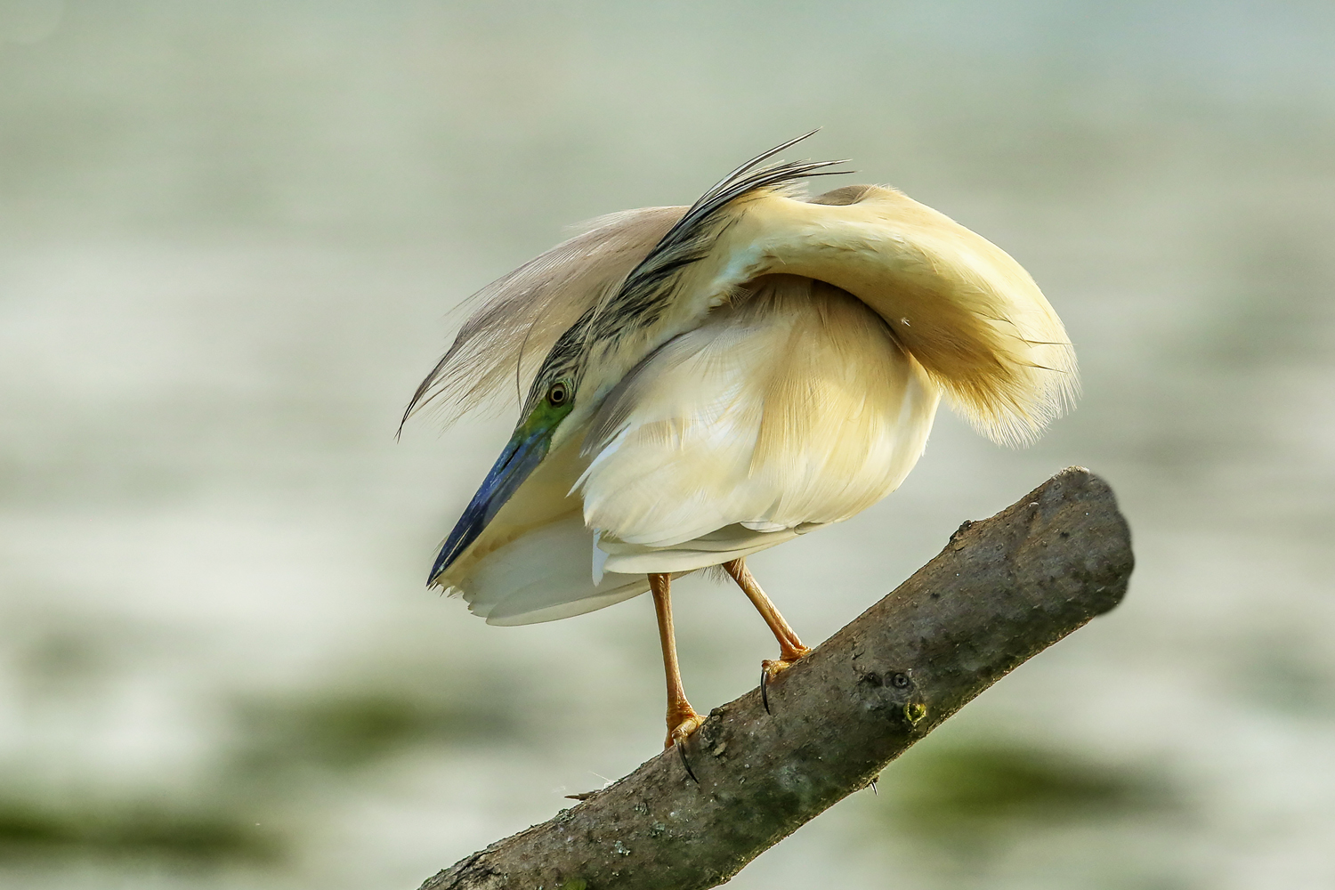 Sgarza ciuffetto - sistematina alle piume