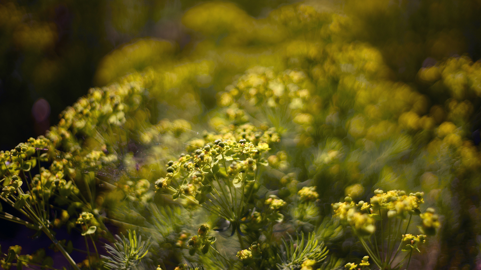 yellow bouquet