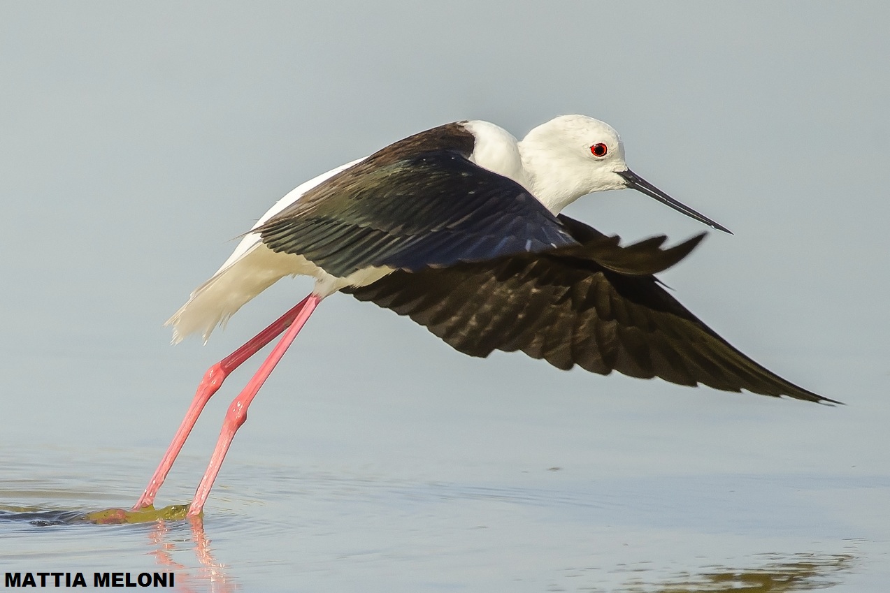 Cavaliere D'Italy (Himantopus himantopus)