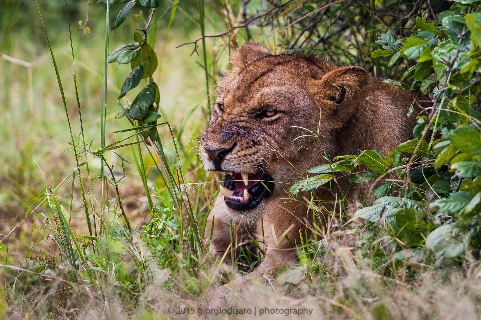 angry lioness