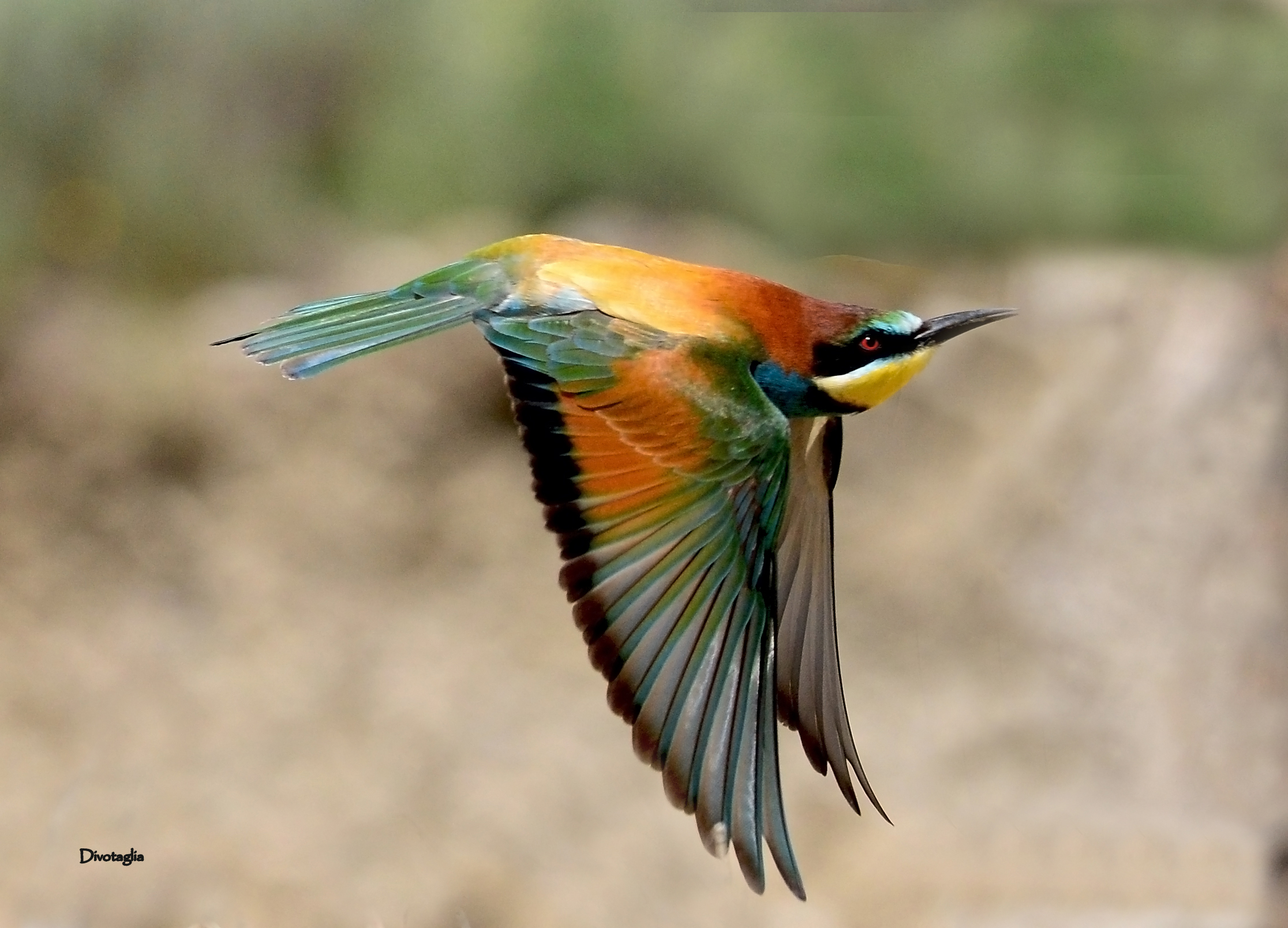 Flight of bee-eater