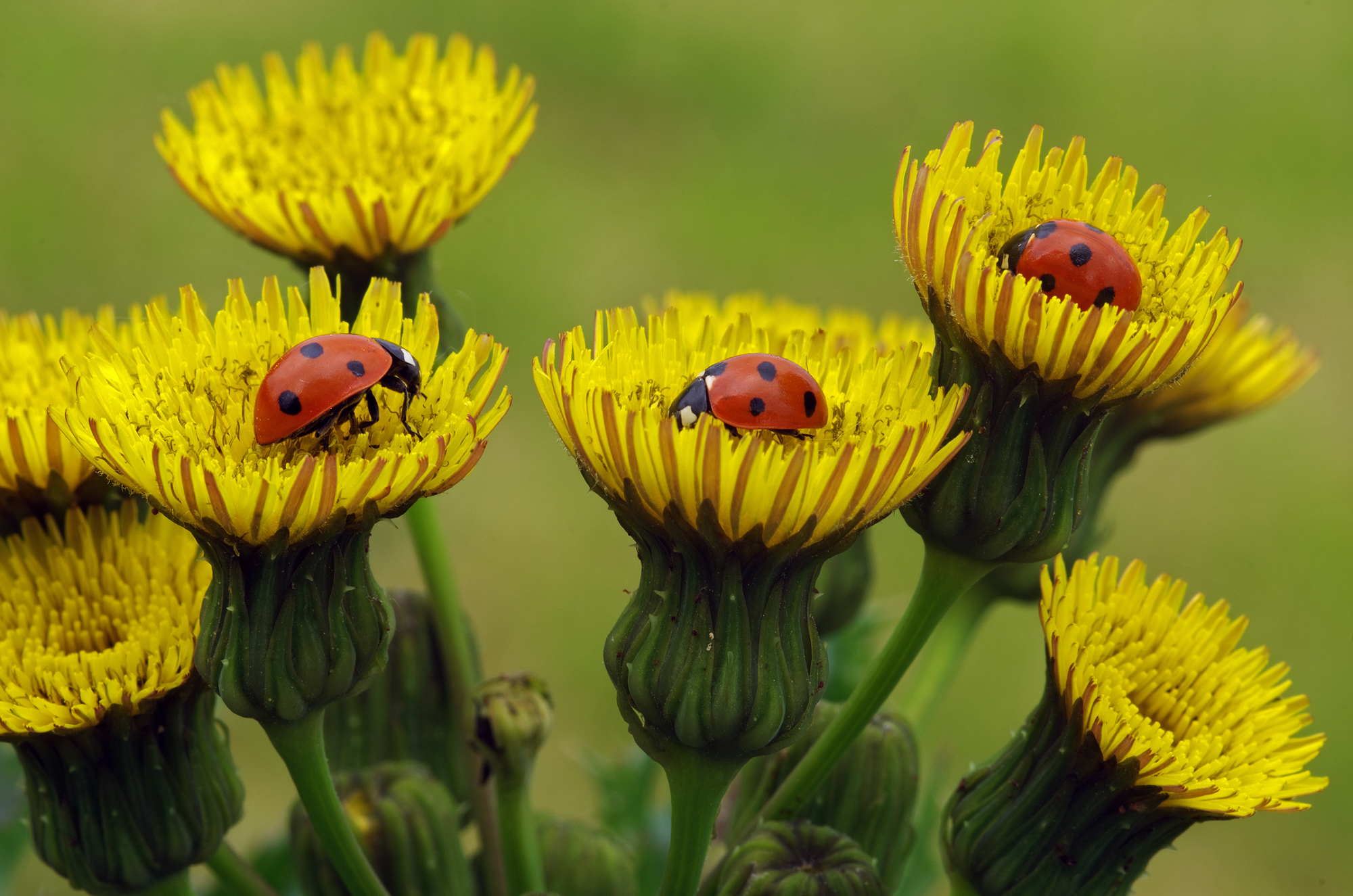 Coccinelle tra i farfari