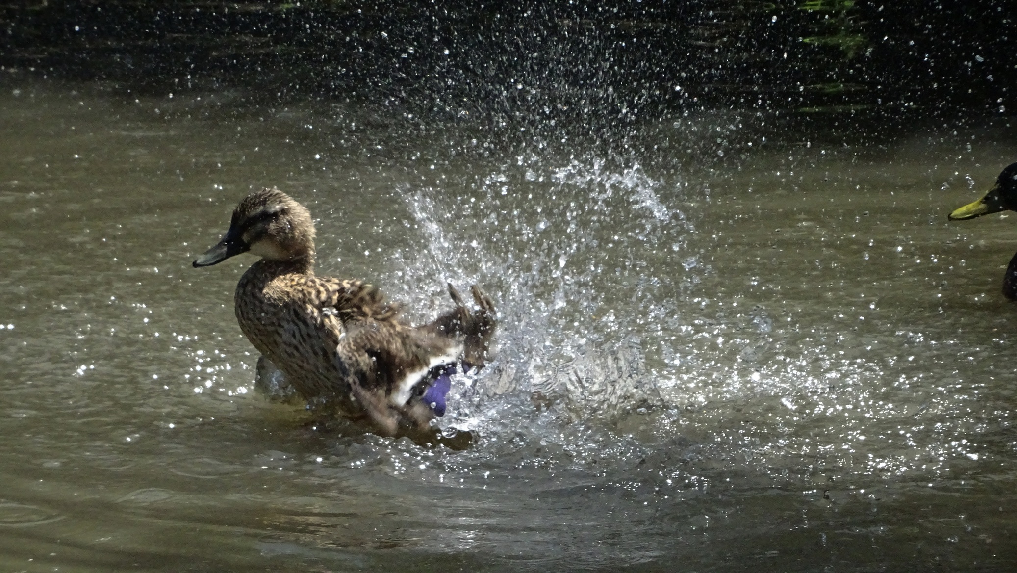 Storks Racconigi center