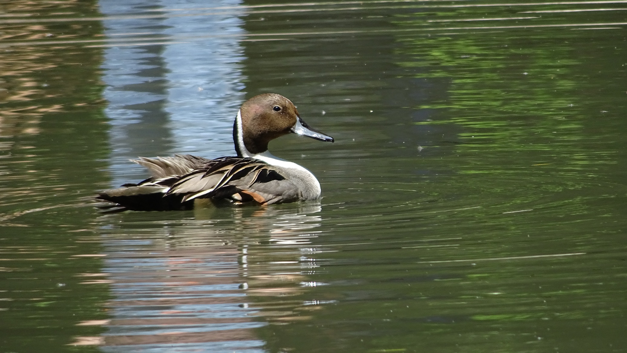 Storks Racconigi center