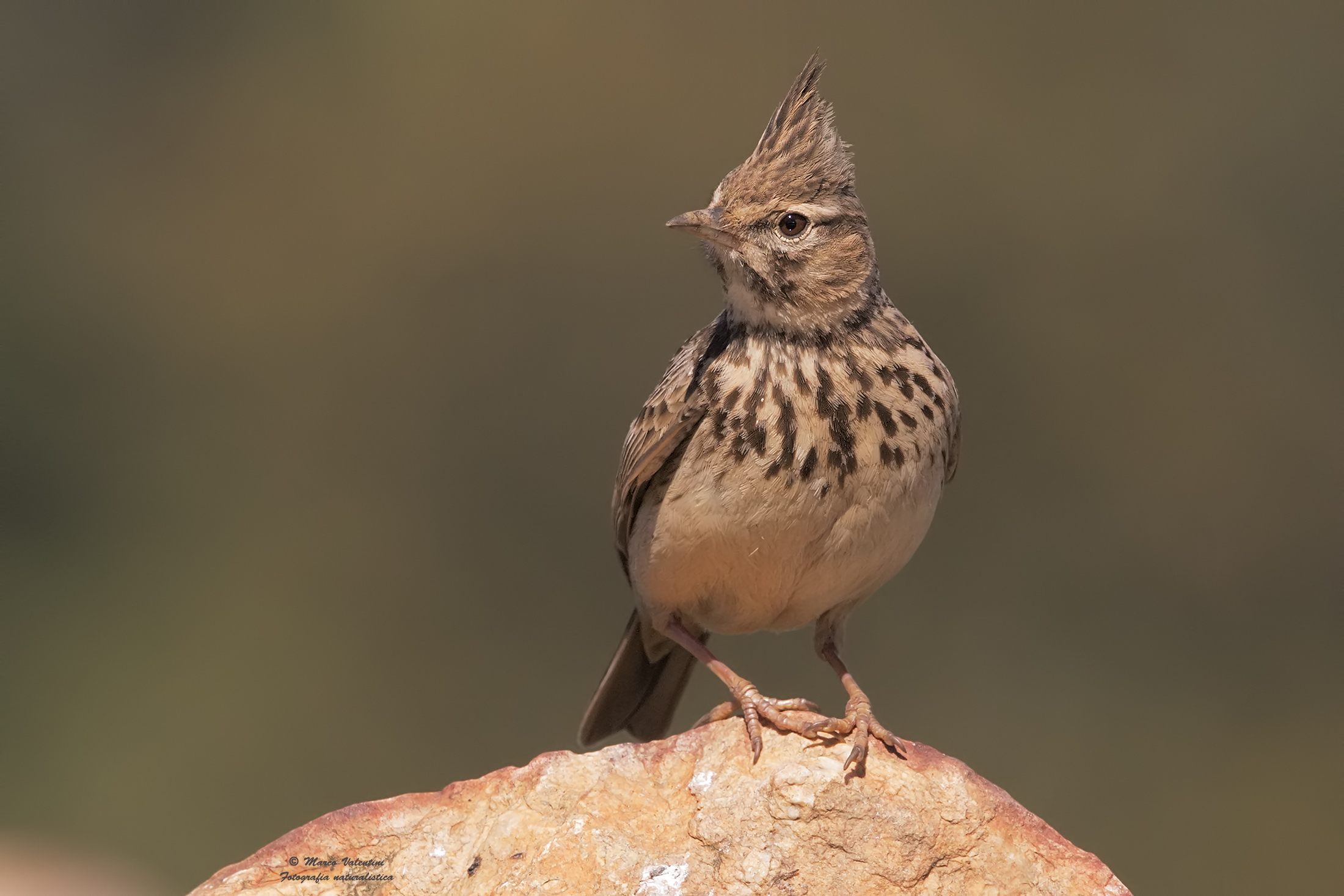 Cappellaccia of Teckla