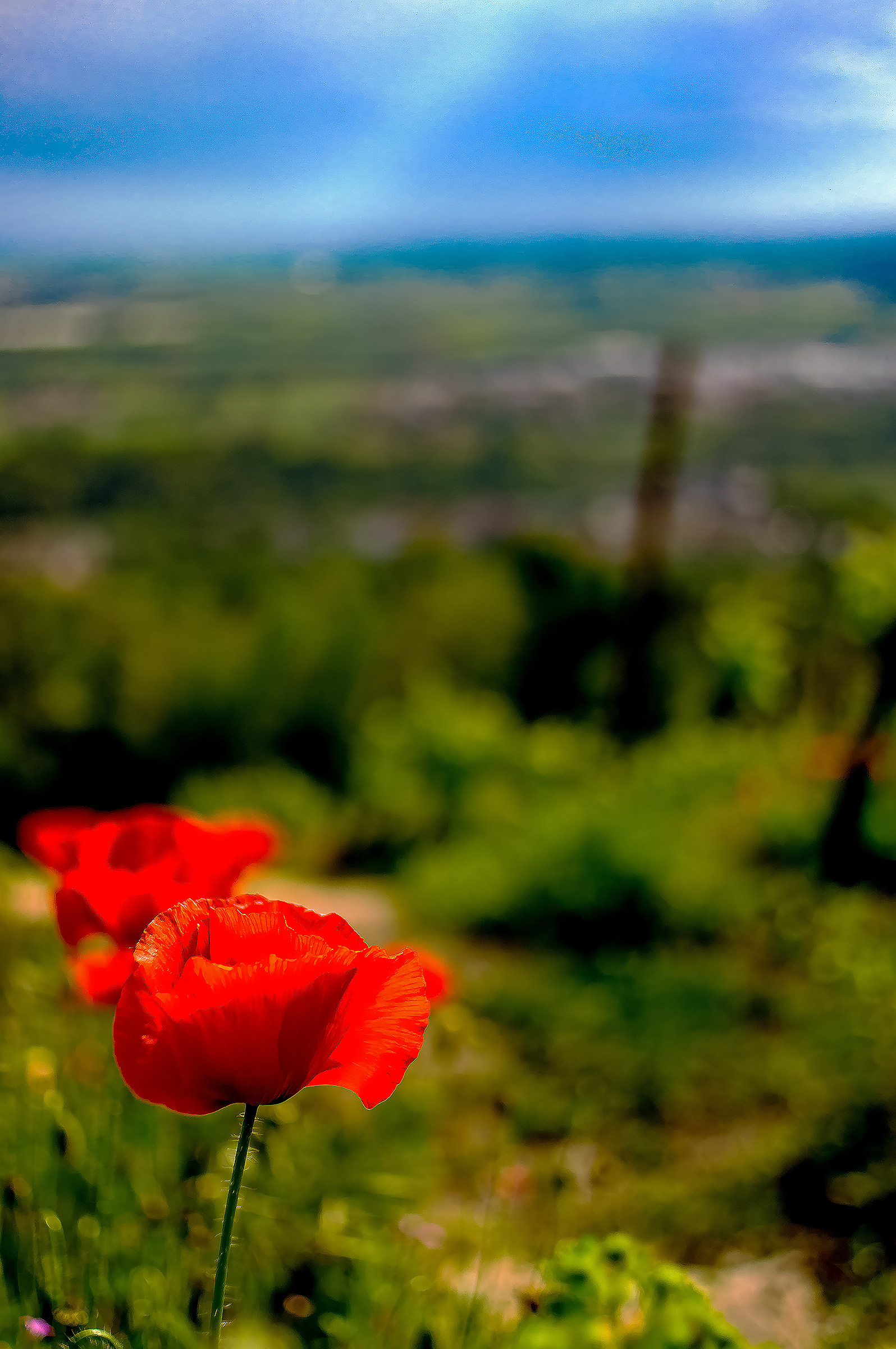 Landscape montevecchiese macchiaiolo