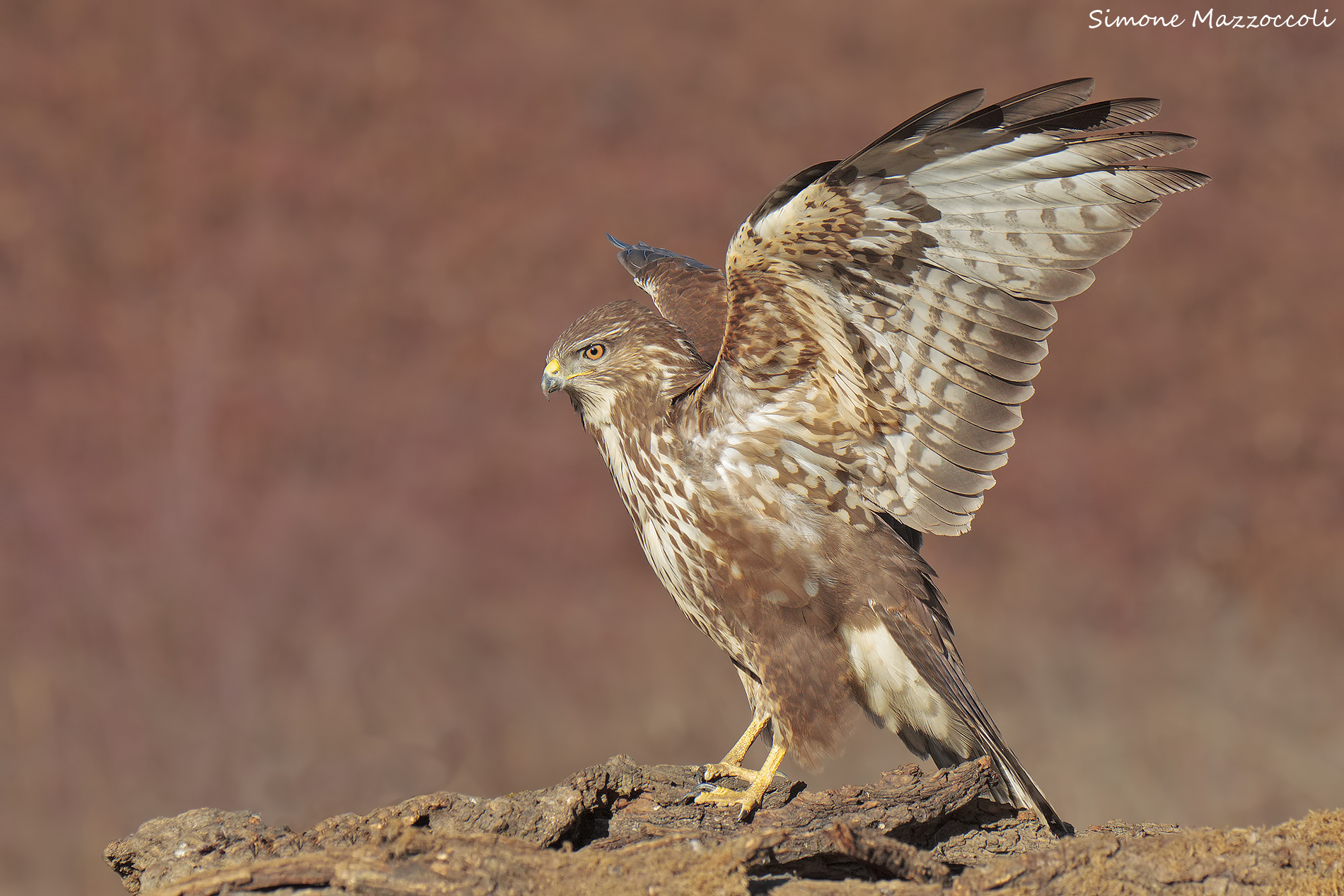 Buzzard