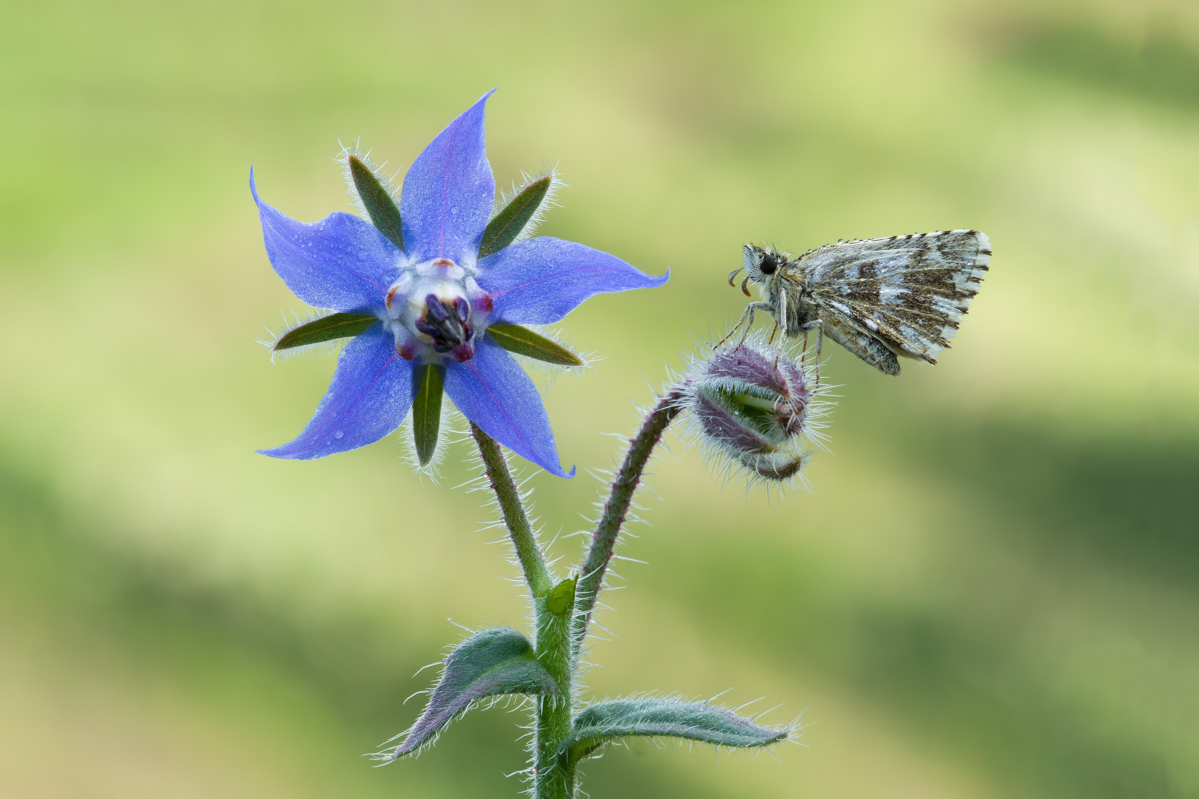 Pyrgus armoricanus on borage flower