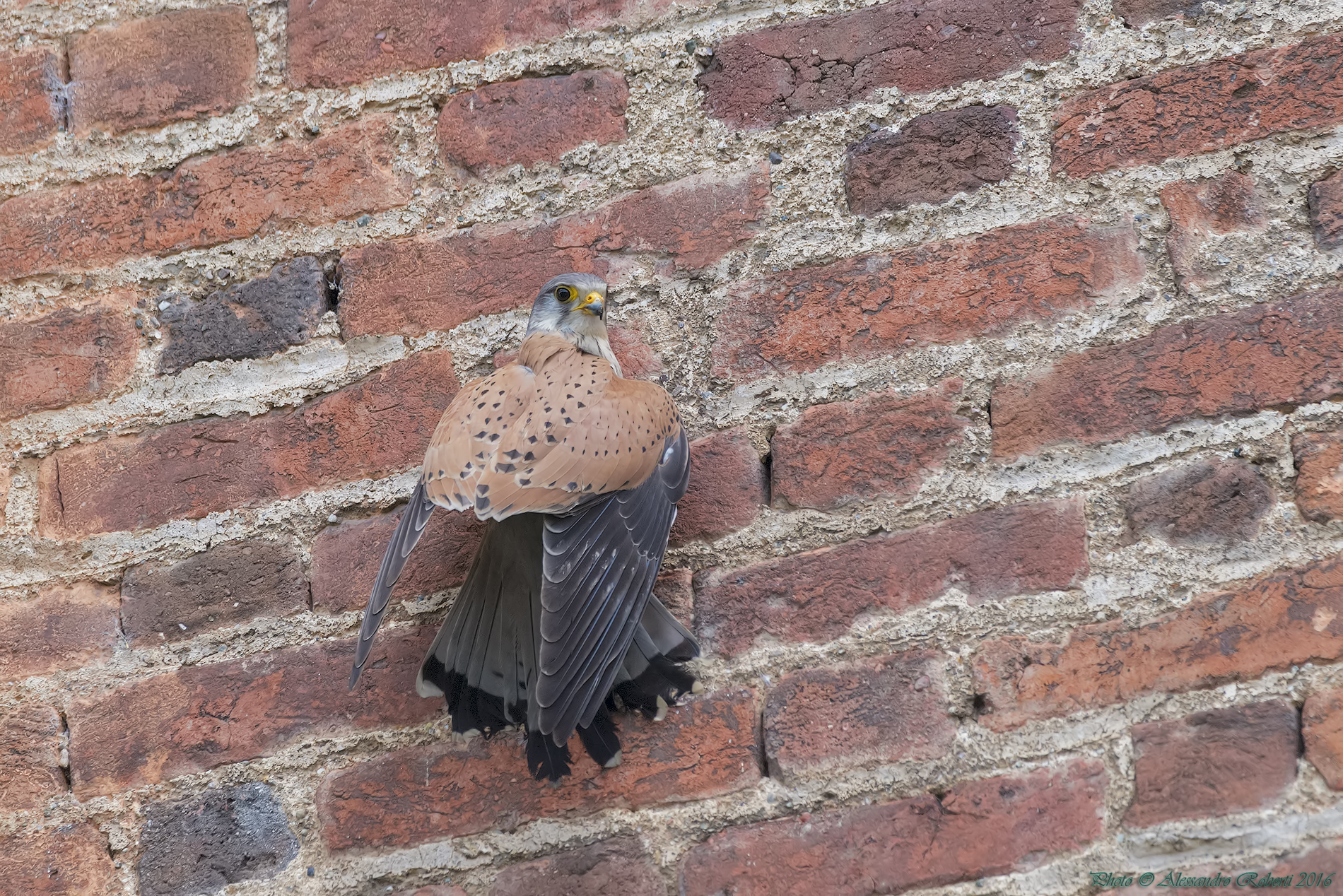 male kestrel