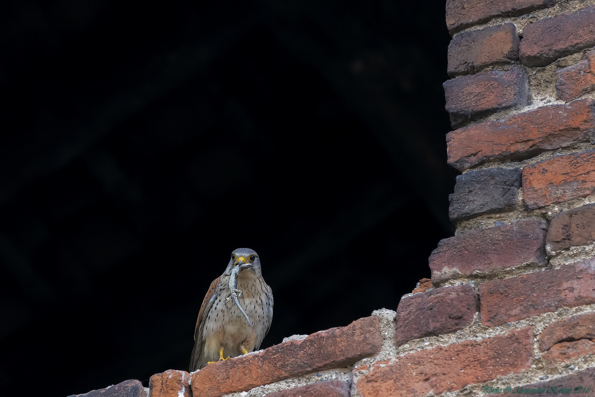 Kestrel male with prey