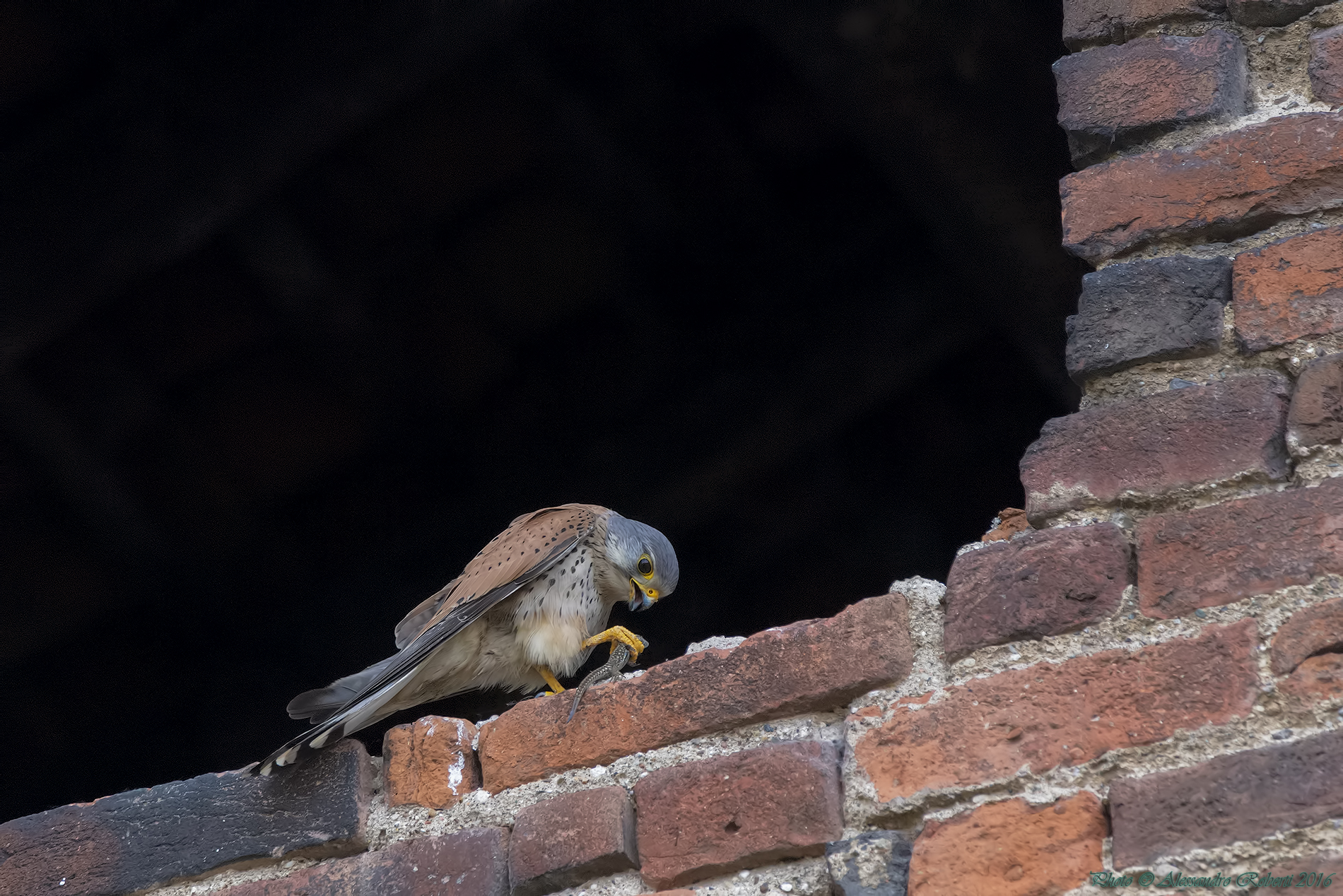 Kestrel male with prey