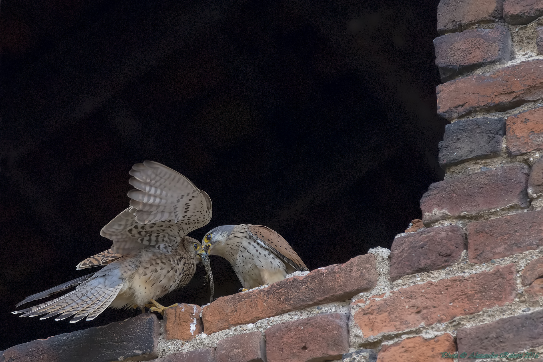 Kestrels of torque with prey