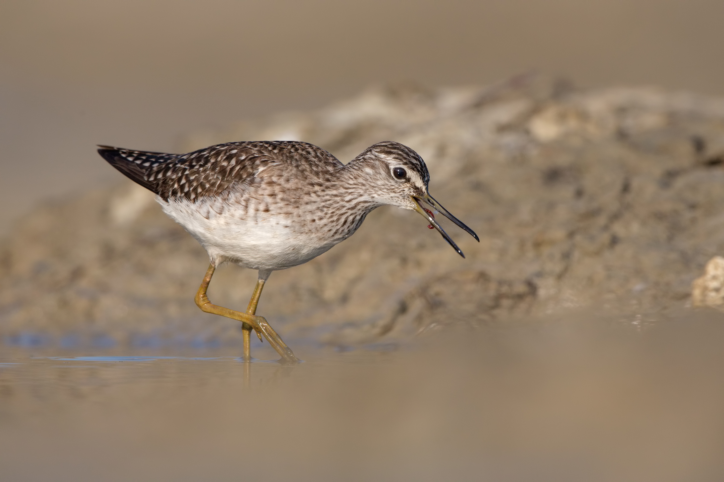 Piro piro boschereccio