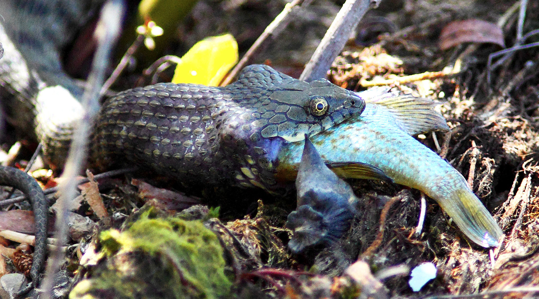 Natrix tessellated with perch