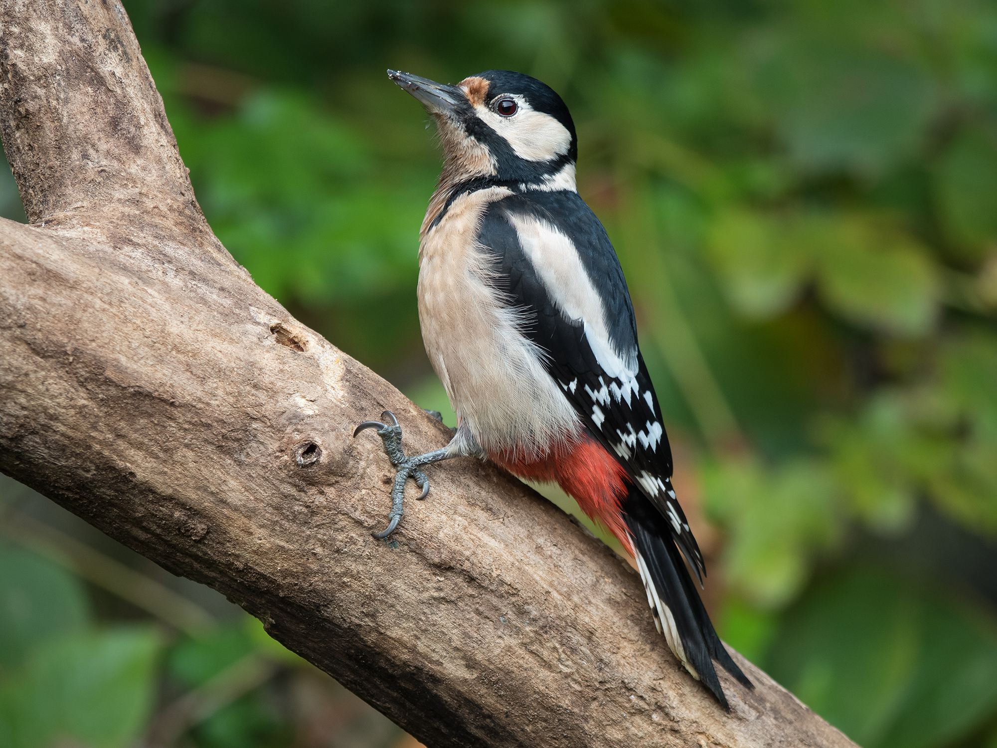 Spotted Woodpecker (female)