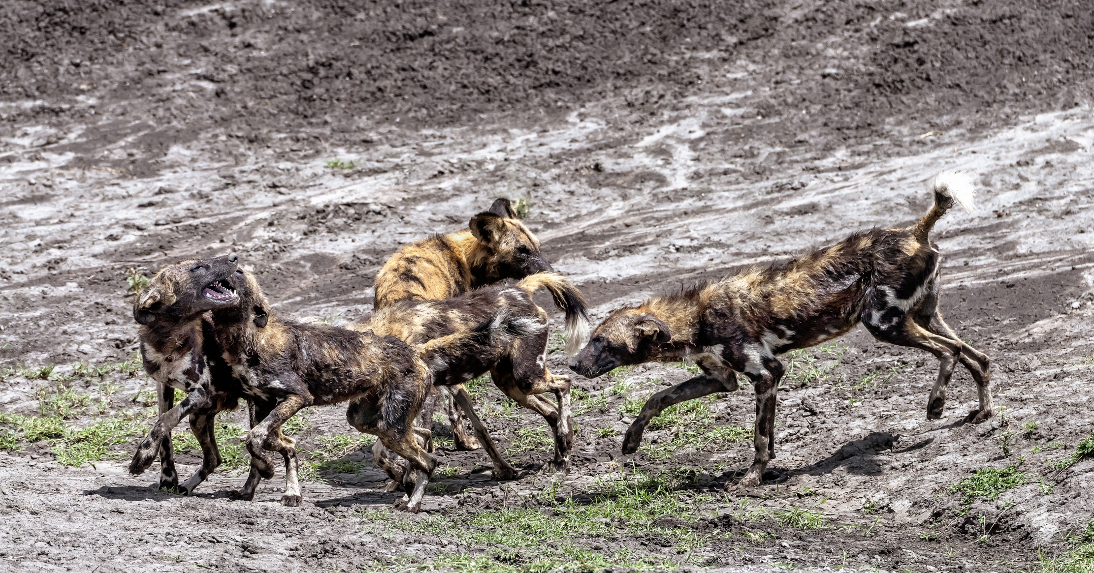 Tanzania 2016 - Licaoni