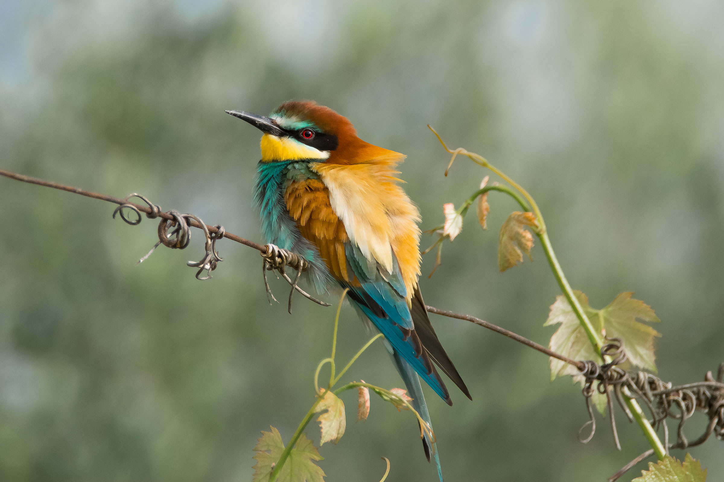 Bee Eater