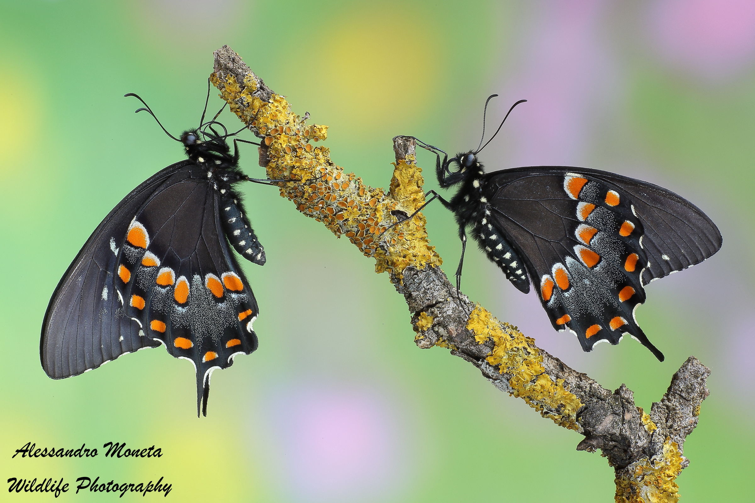 Papilio Troilus couple