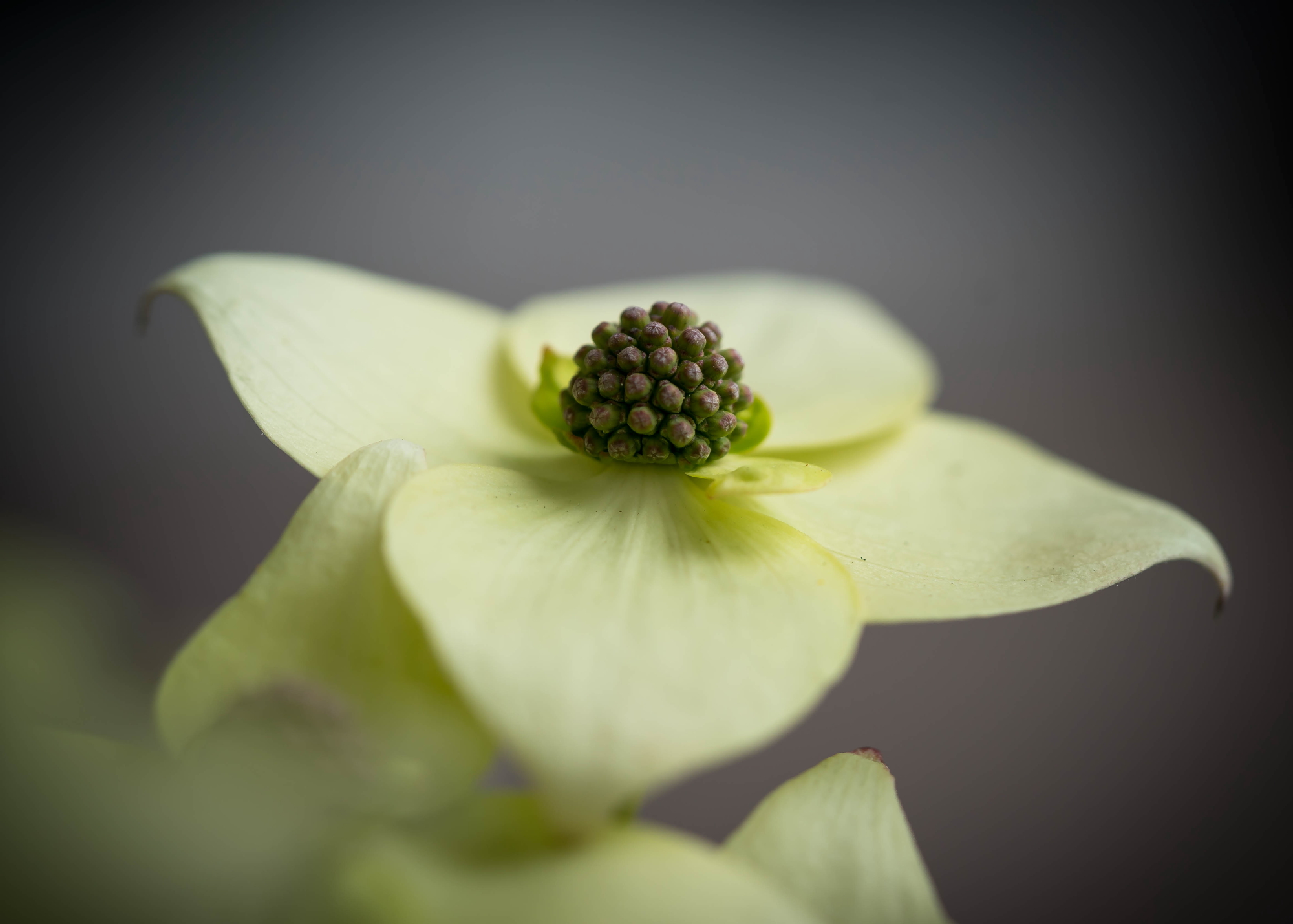 Cornus Kousa