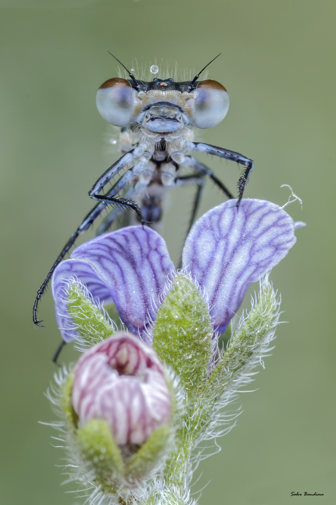 Portrait of Azure Damselfly