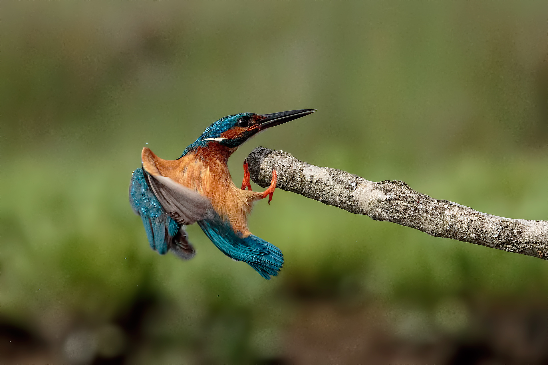 Martino "The arrival"