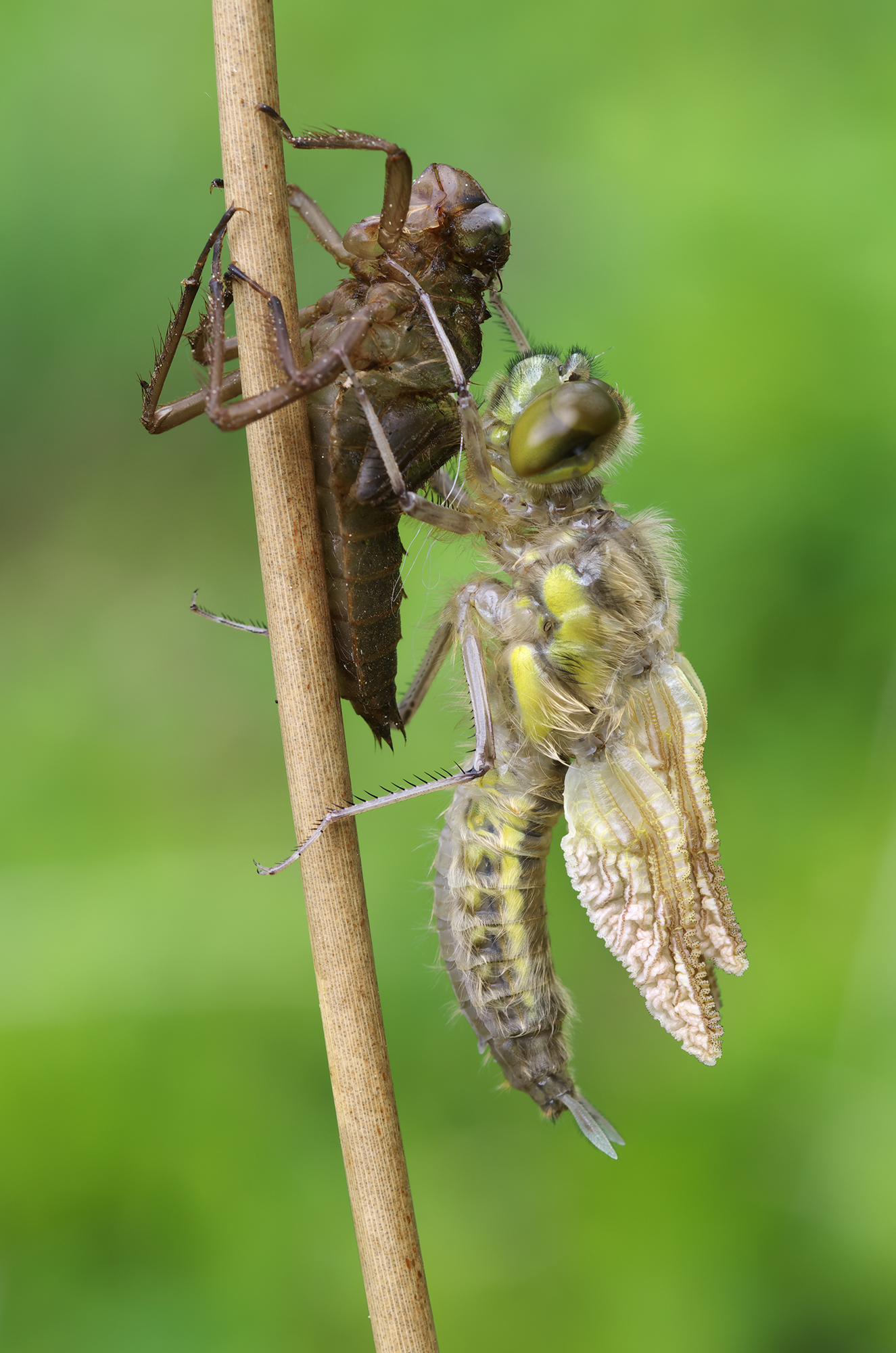 Libellula quadrimaculata