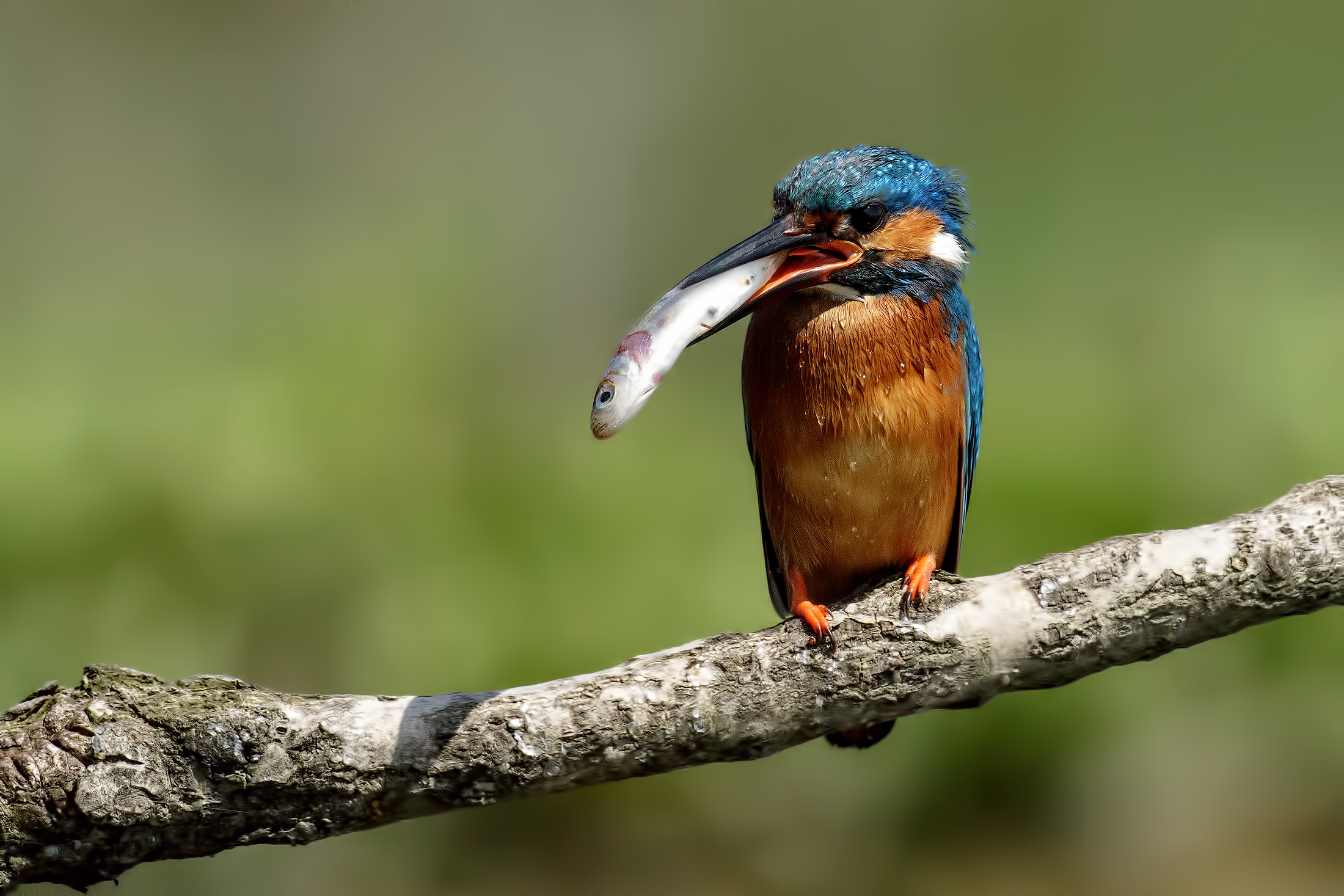 Kingfisher